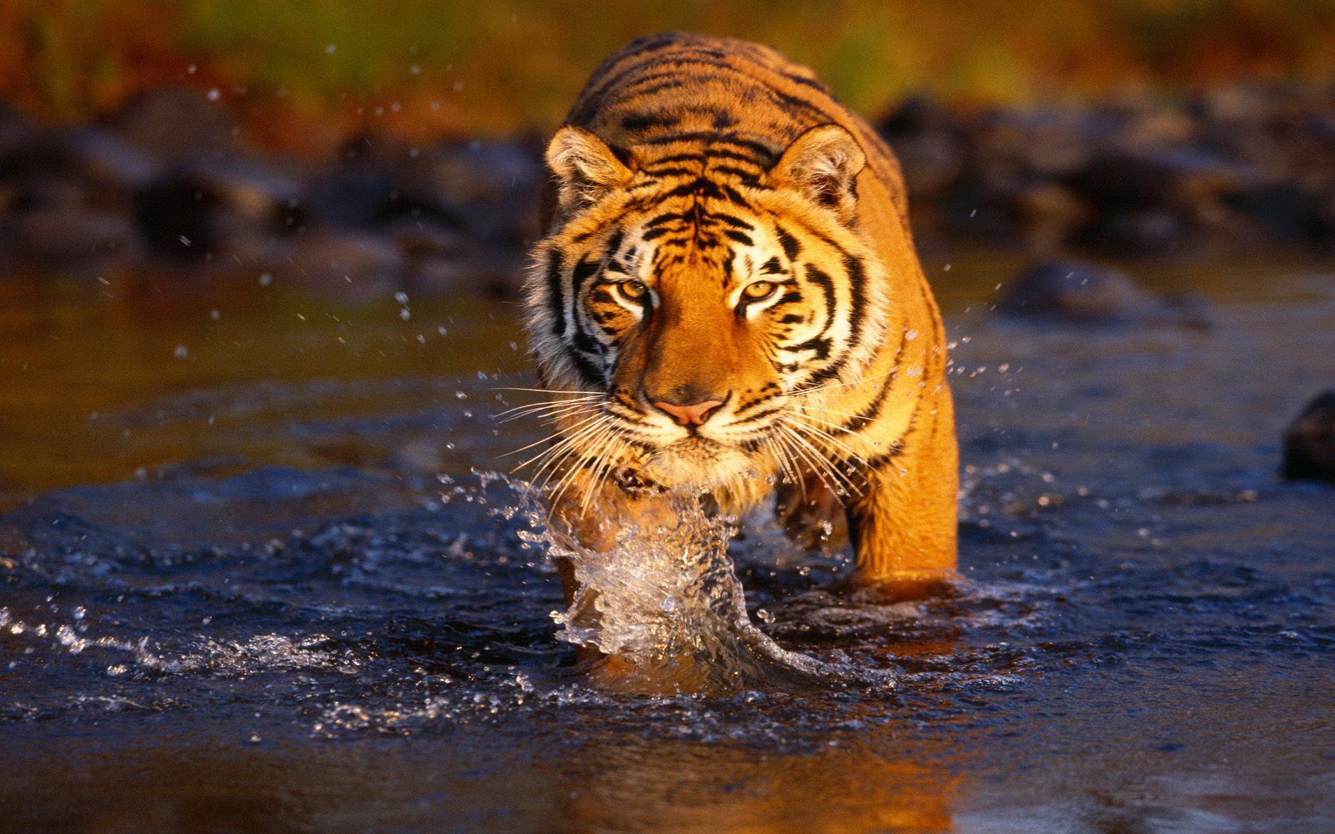 Baixar papel de parede para celular de Gatos, Animais, Tigre gratuito.