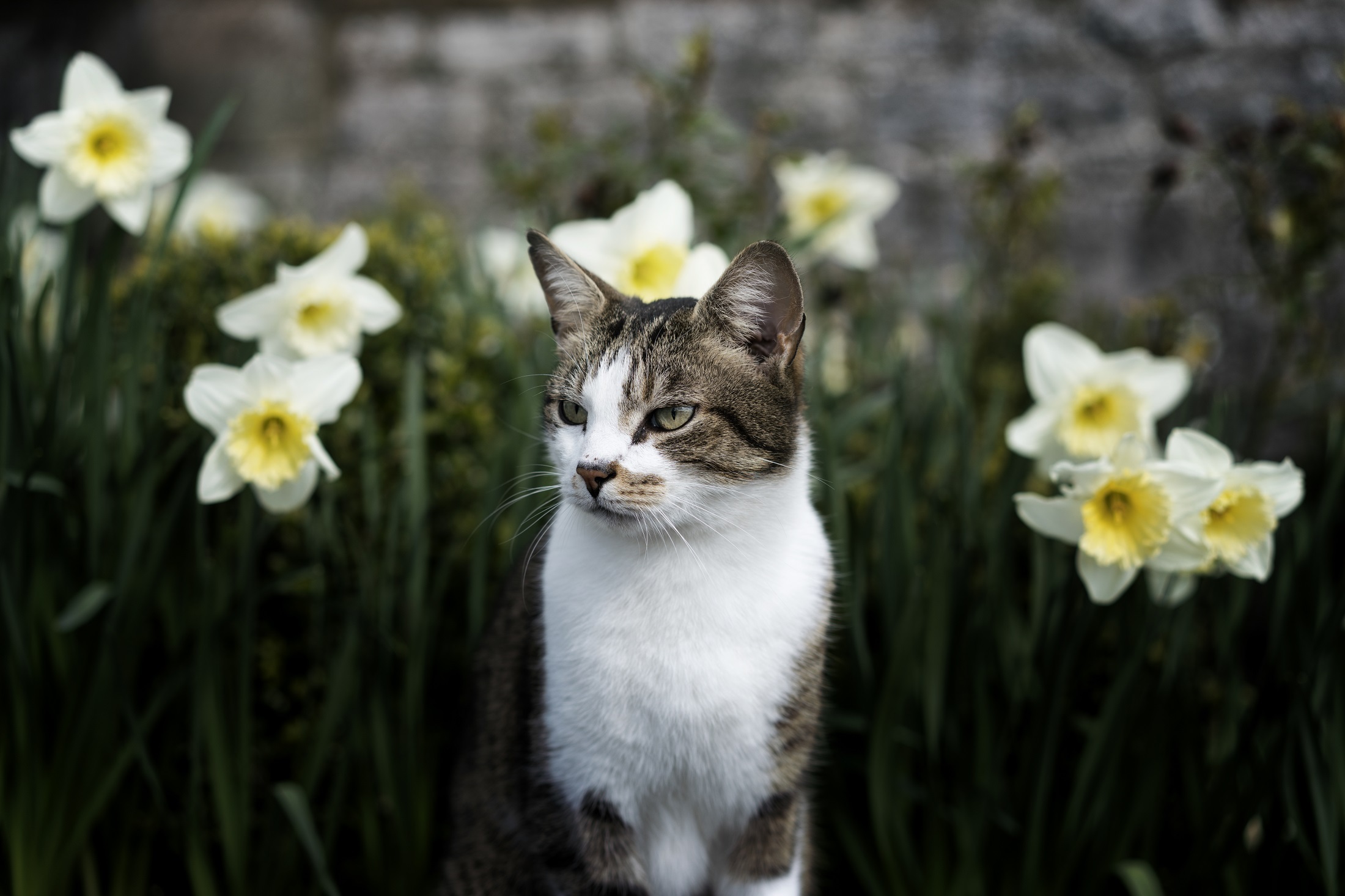 Download mobile wallpaper Cats, Flower, Cat, Animal, Daffodil for free.