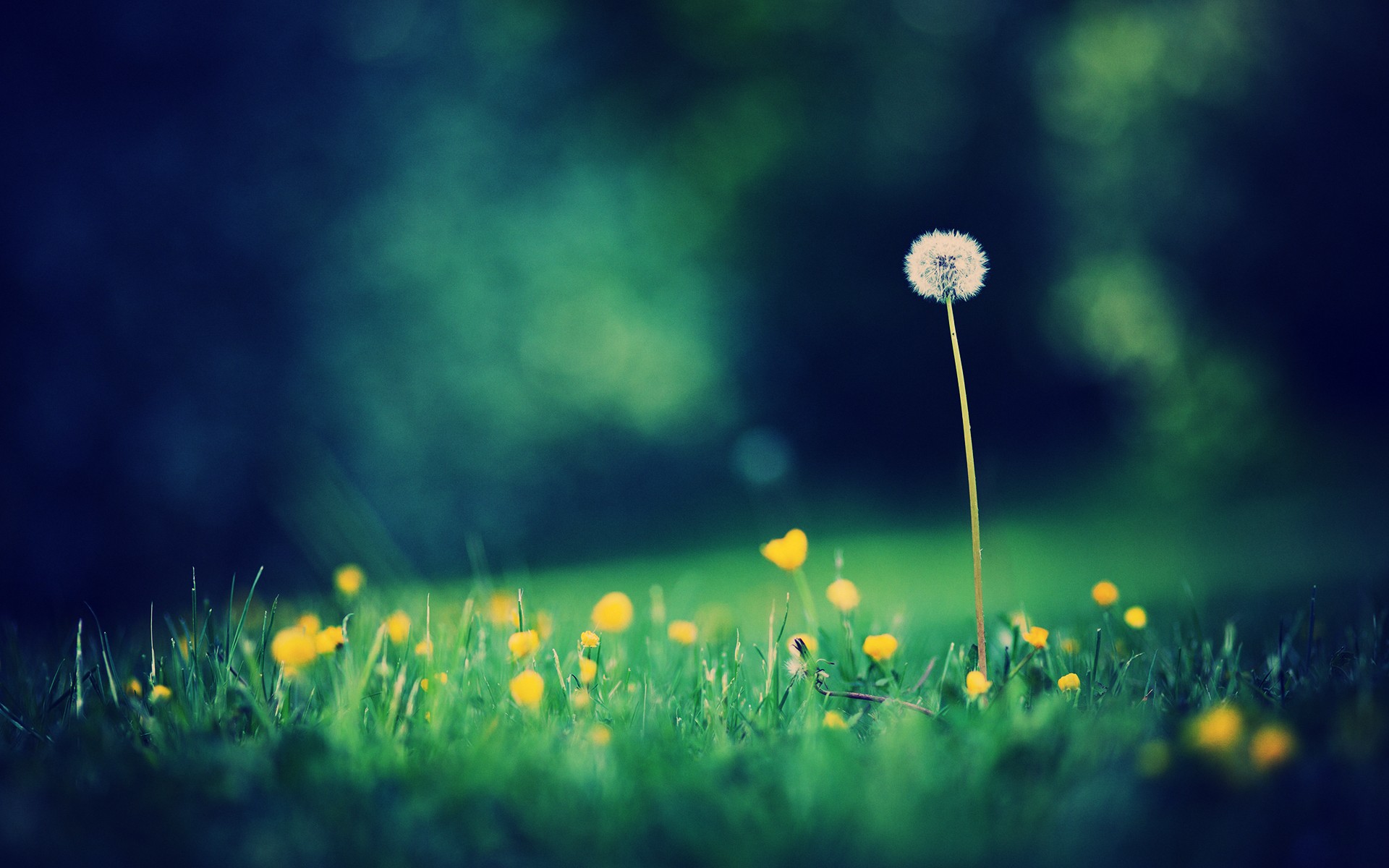 Téléchargez gratuitement l'image Fleur, Terre/nature sur le bureau de votre PC