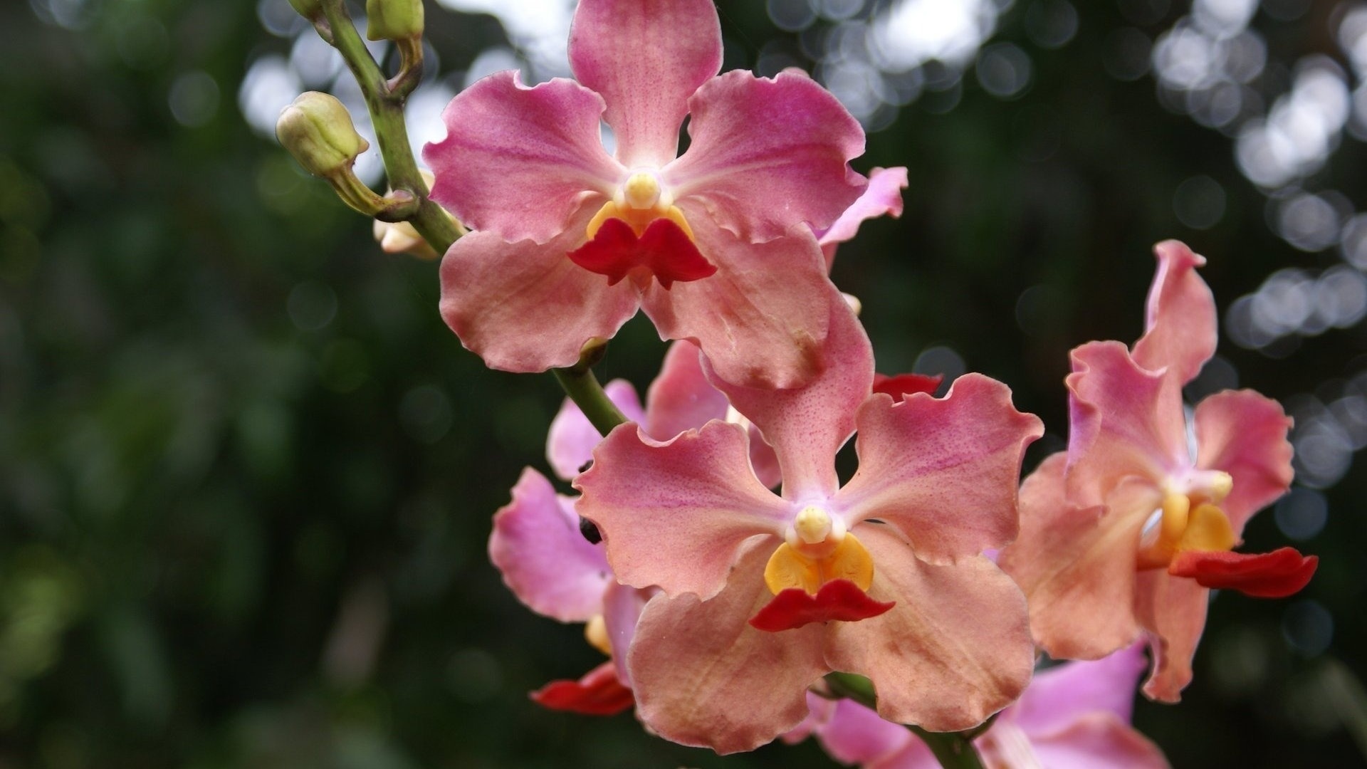 Скачать обои бесплатно Орхидея, Флауэрсы, Цветок, Земля/природа картинка на рабочий стол ПК