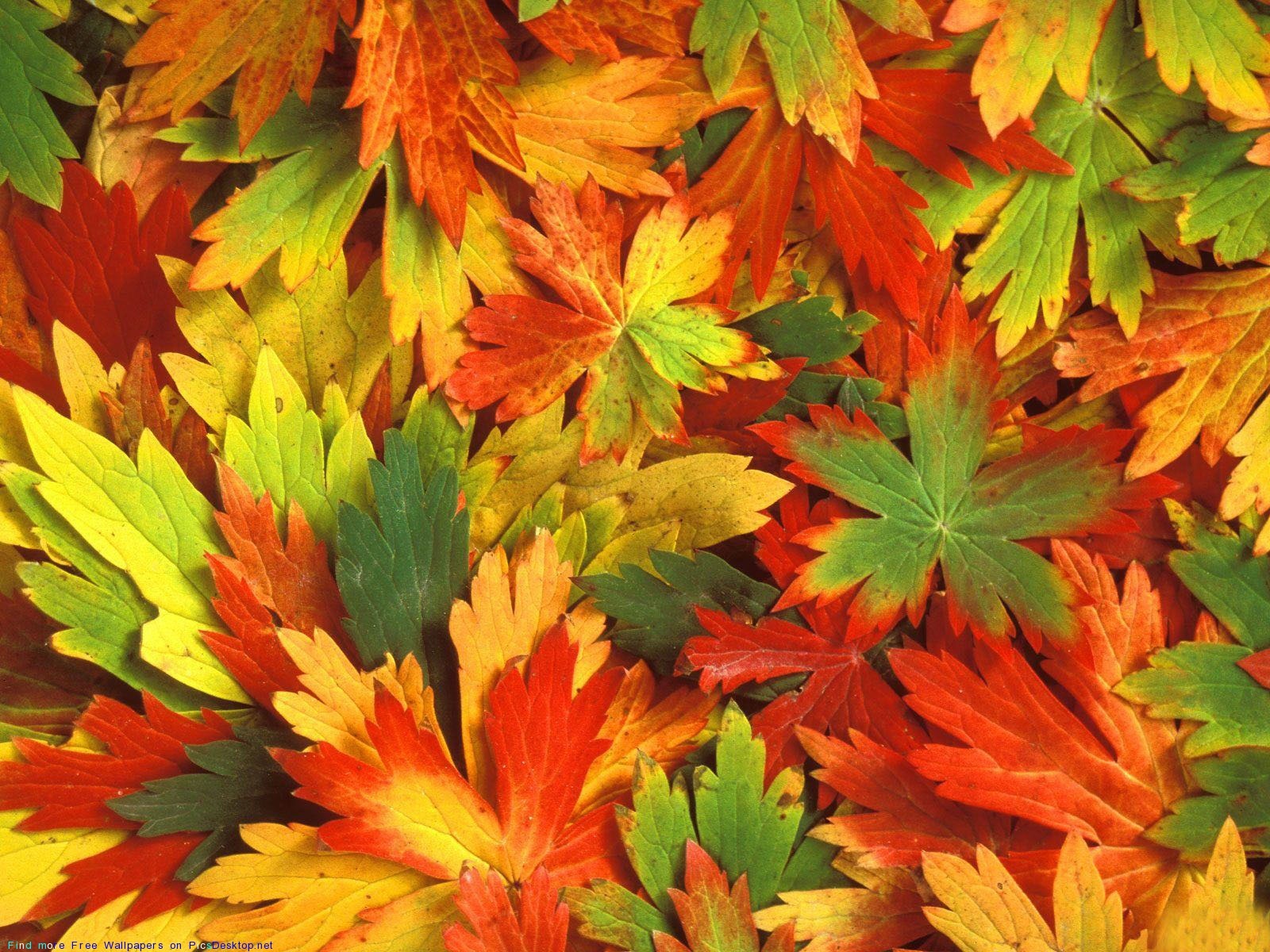PCデスクトップに背景, 秋, 葉画像を無料でダウンロード