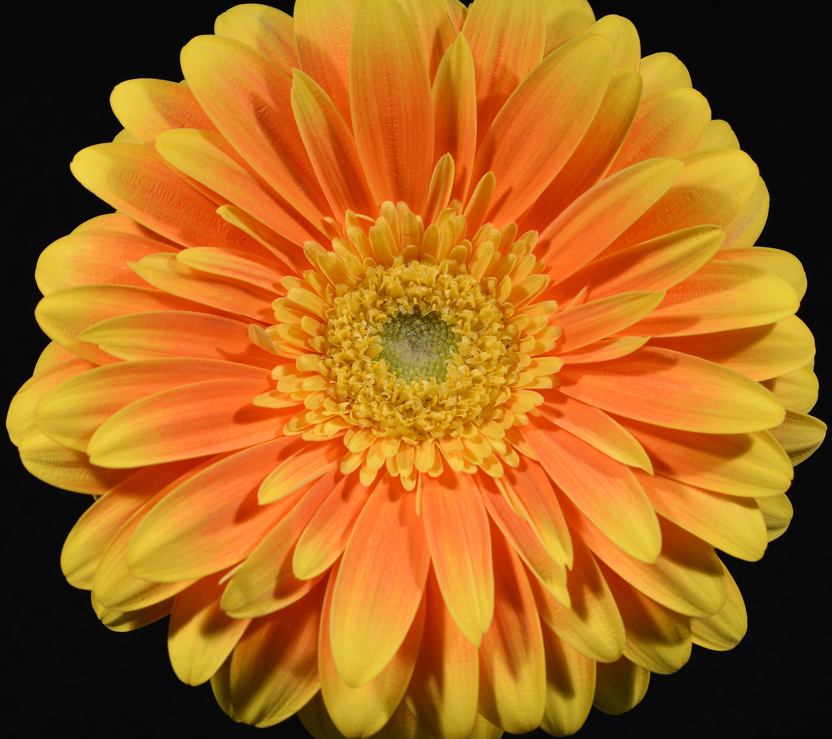 Laden Sie das Blumen, Gerbera, Blume, Nahansicht, Gelbe Blume, Erde/natur-Bild kostenlos auf Ihren PC-Desktop herunter