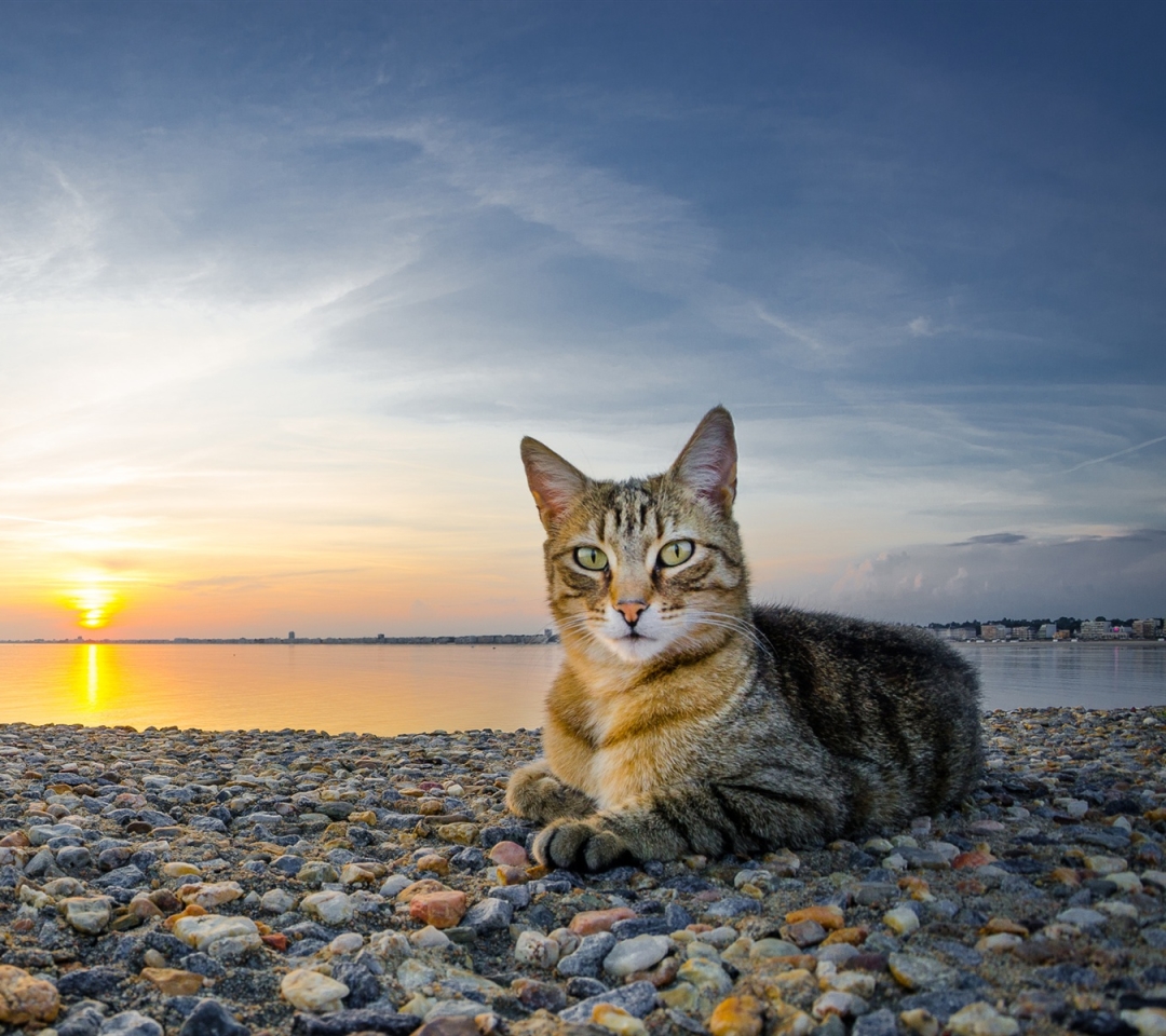 1109225 Salvapantallas y fondos de pantalla Gatos en tu teléfono. Descarga imágenes de  gratis