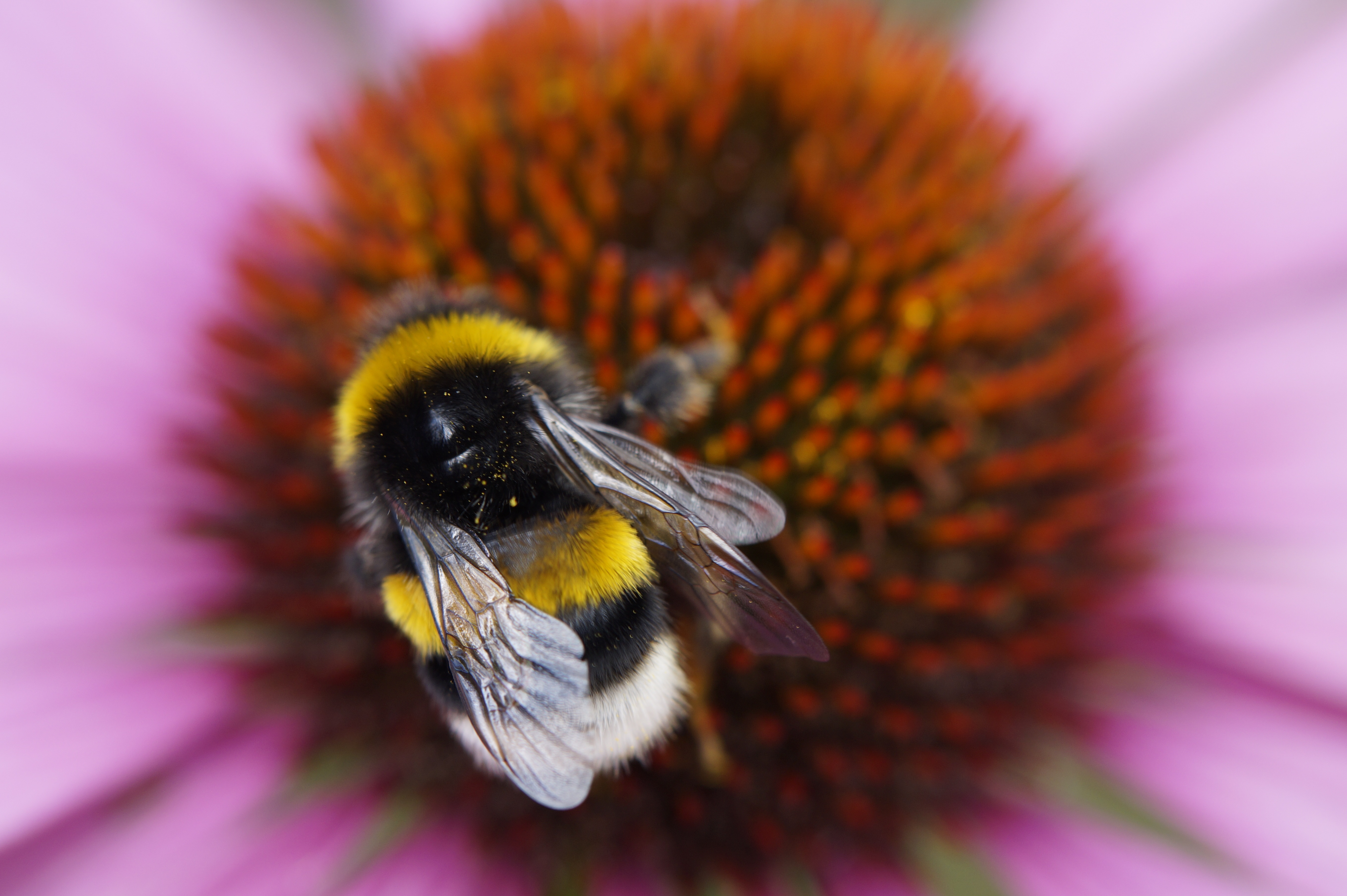 Free download wallpaper Insects, Flower, Bee, Animal, Bumblebee on your PC desktop