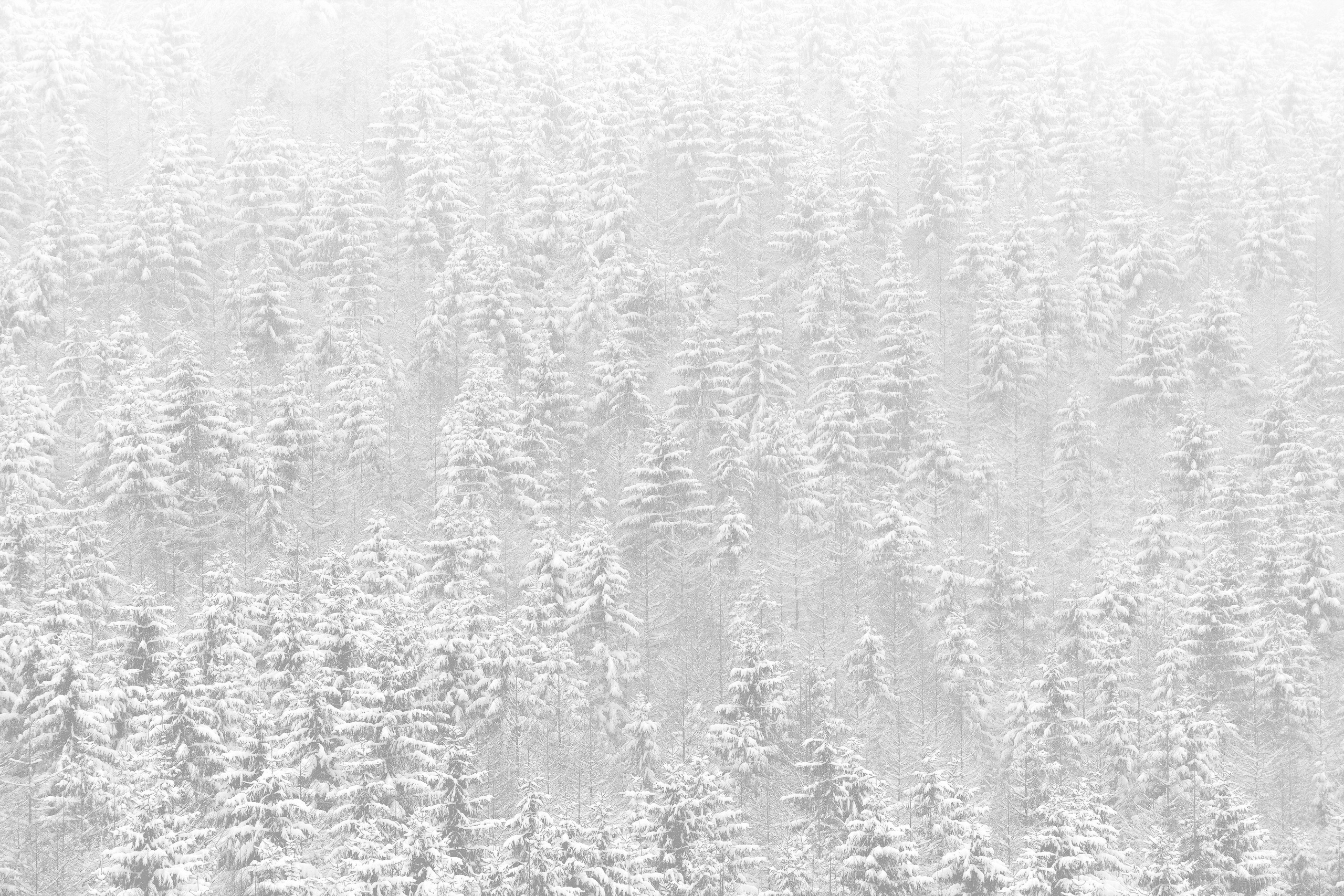 Handy-Wallpaper Winter, Natur, Schnee, Wald, Erde/natur kostenlos herunterladen.