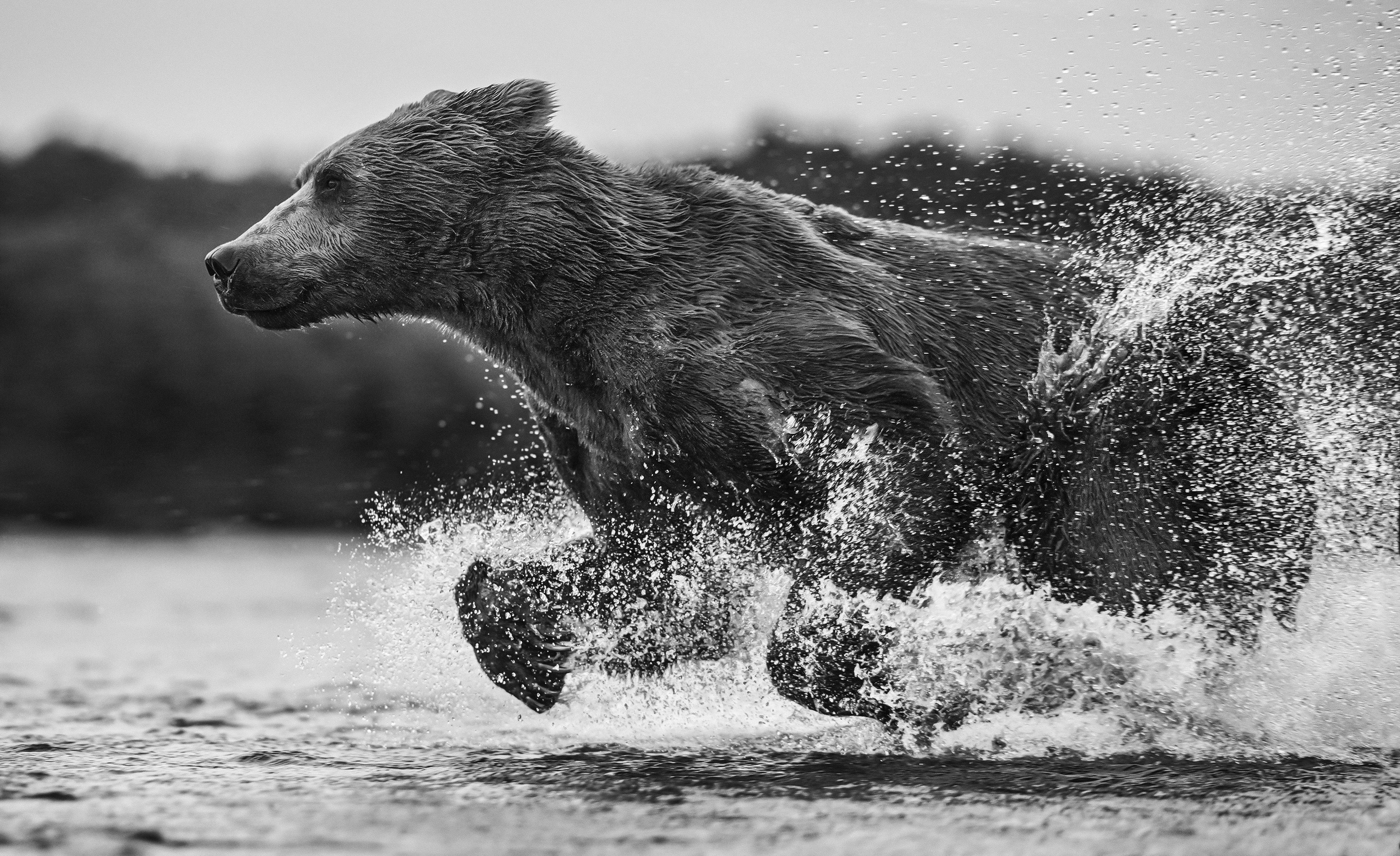 Free download wallpaper Bears, Bear, Animal, Black & White on your PC desktop