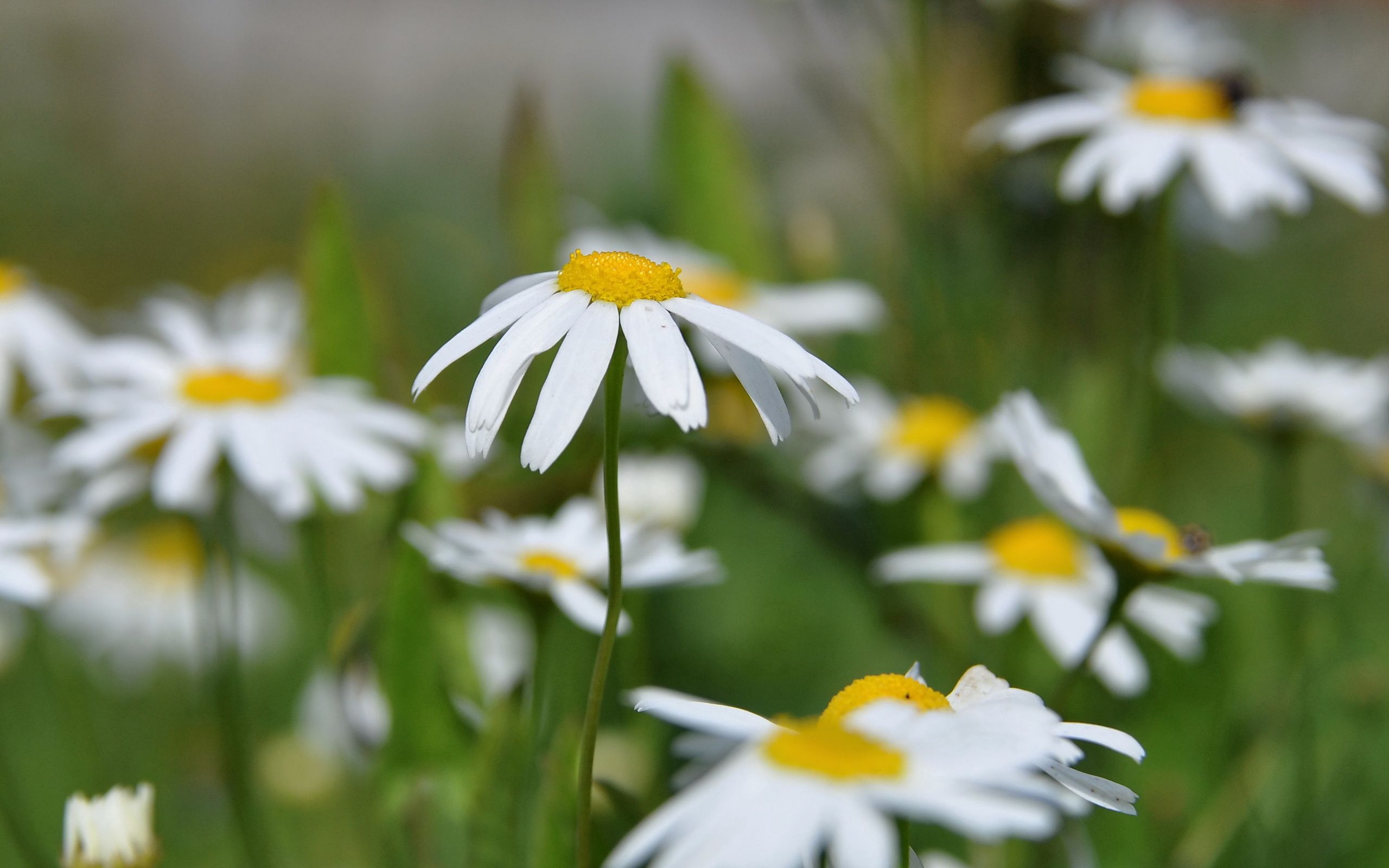 Download mobile wallpaper Macro, Flowers, Camomile, Sun, Summer for free.