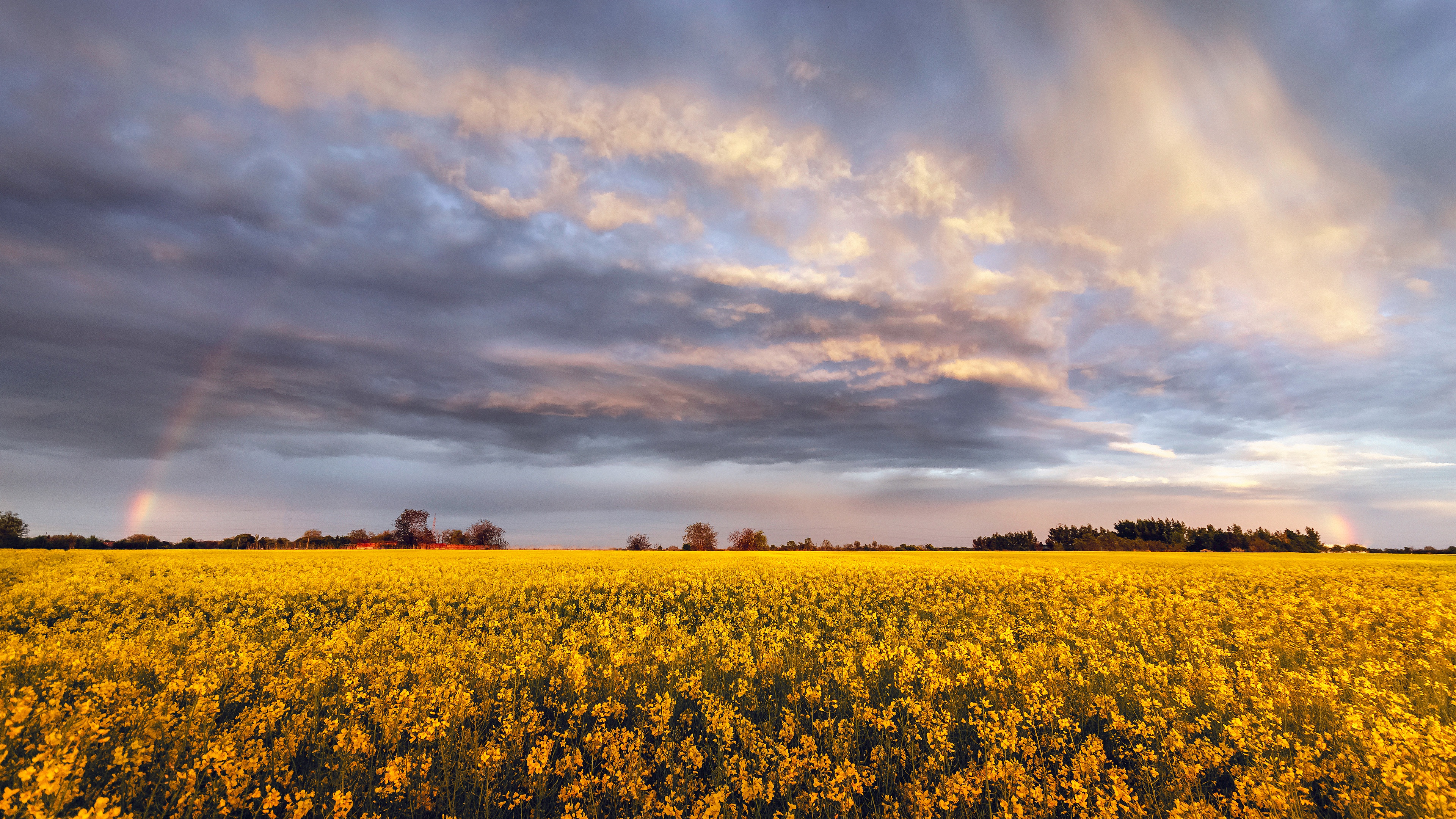 Download mobile wallpaper Sky, Rainbow, Flower, Earth, Field, Cloud, Rapeseed for free.