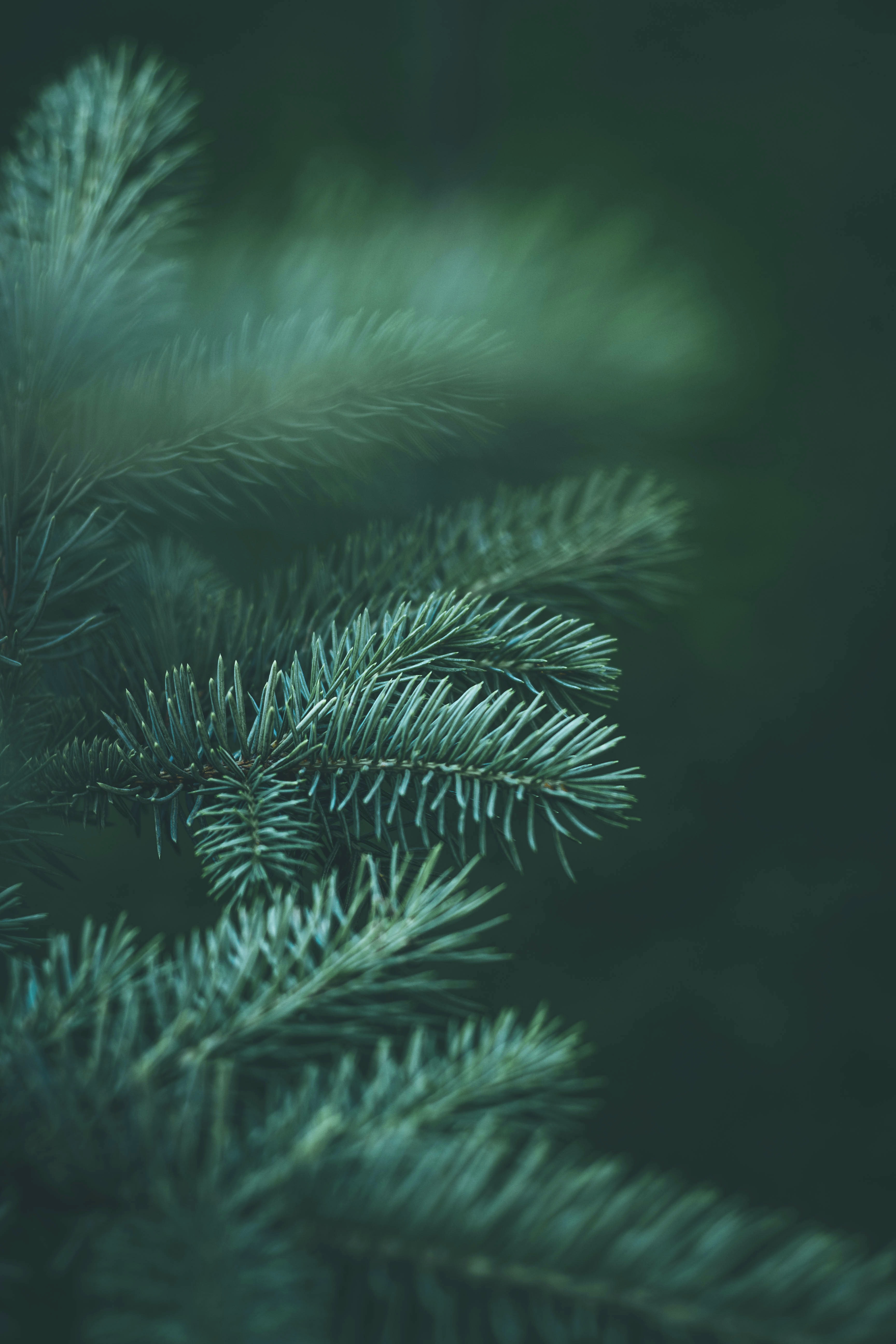 Download mobile wallpaper Fir, Branch, Spruce, Needle, Macro, Nature for free.