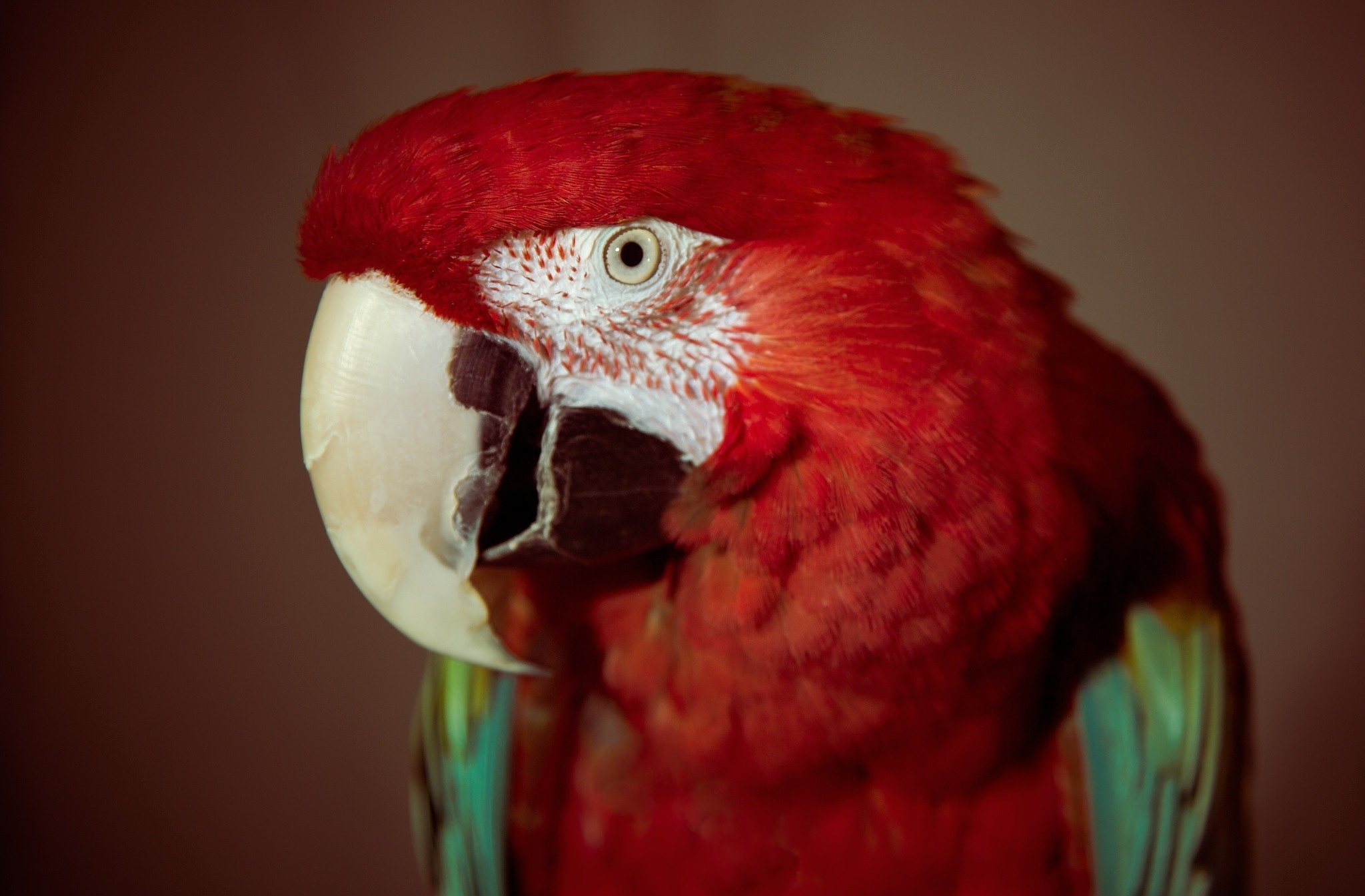 Laden Sie Roter Papagei HD-Desktop-Hintergründe herunter