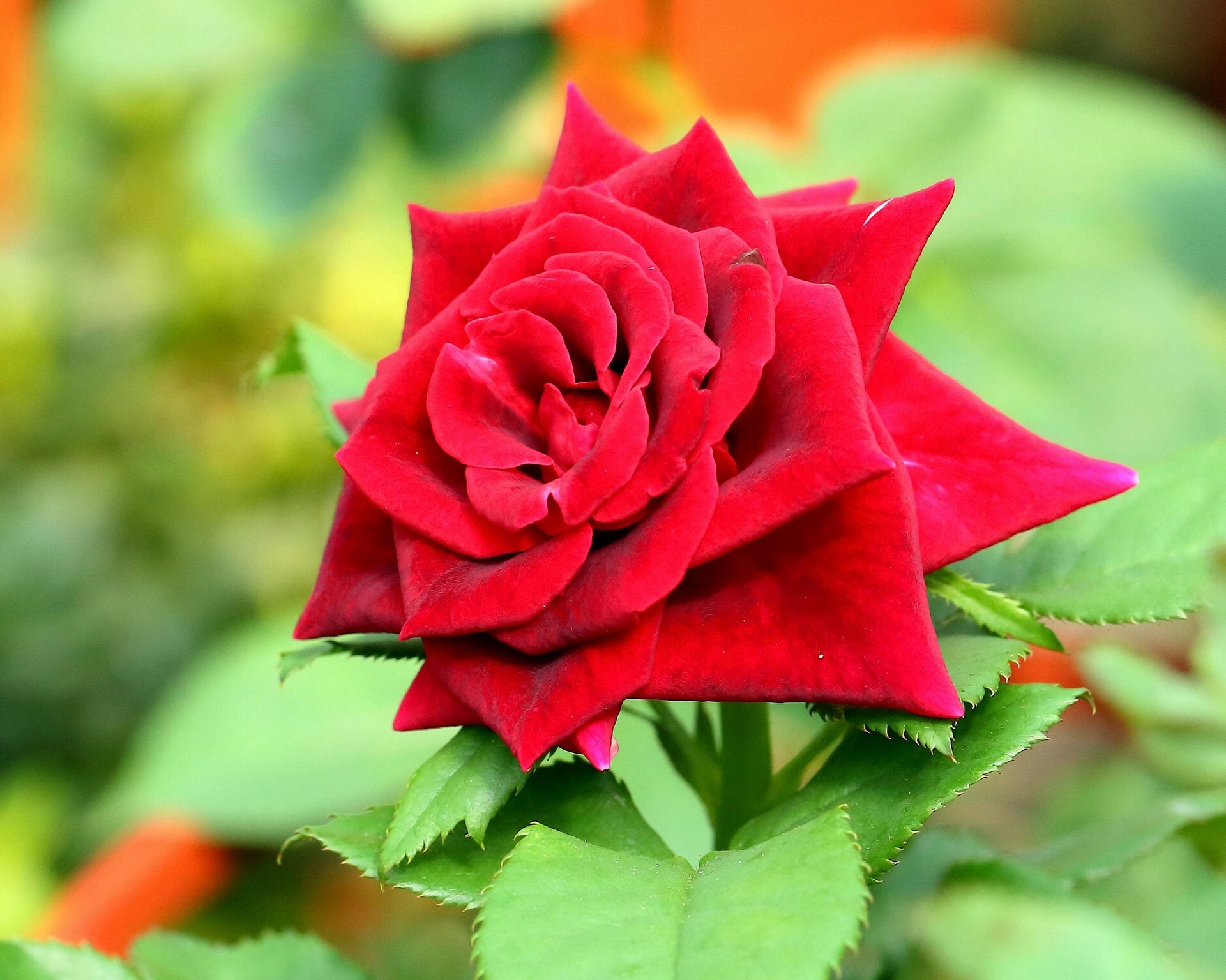 Download mobile wallpaper Nature, Flowers, Flower, Rose, Earth, Red Flower for free.