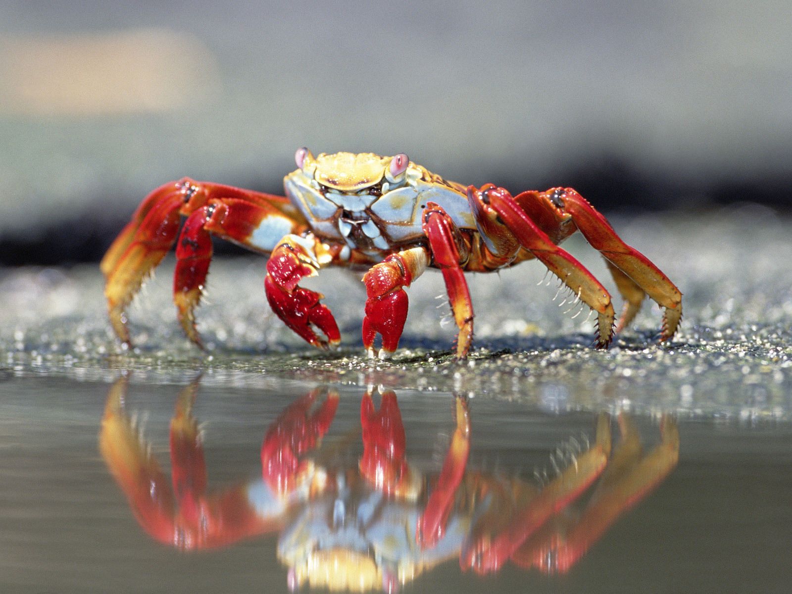 crab, animals, water, claws