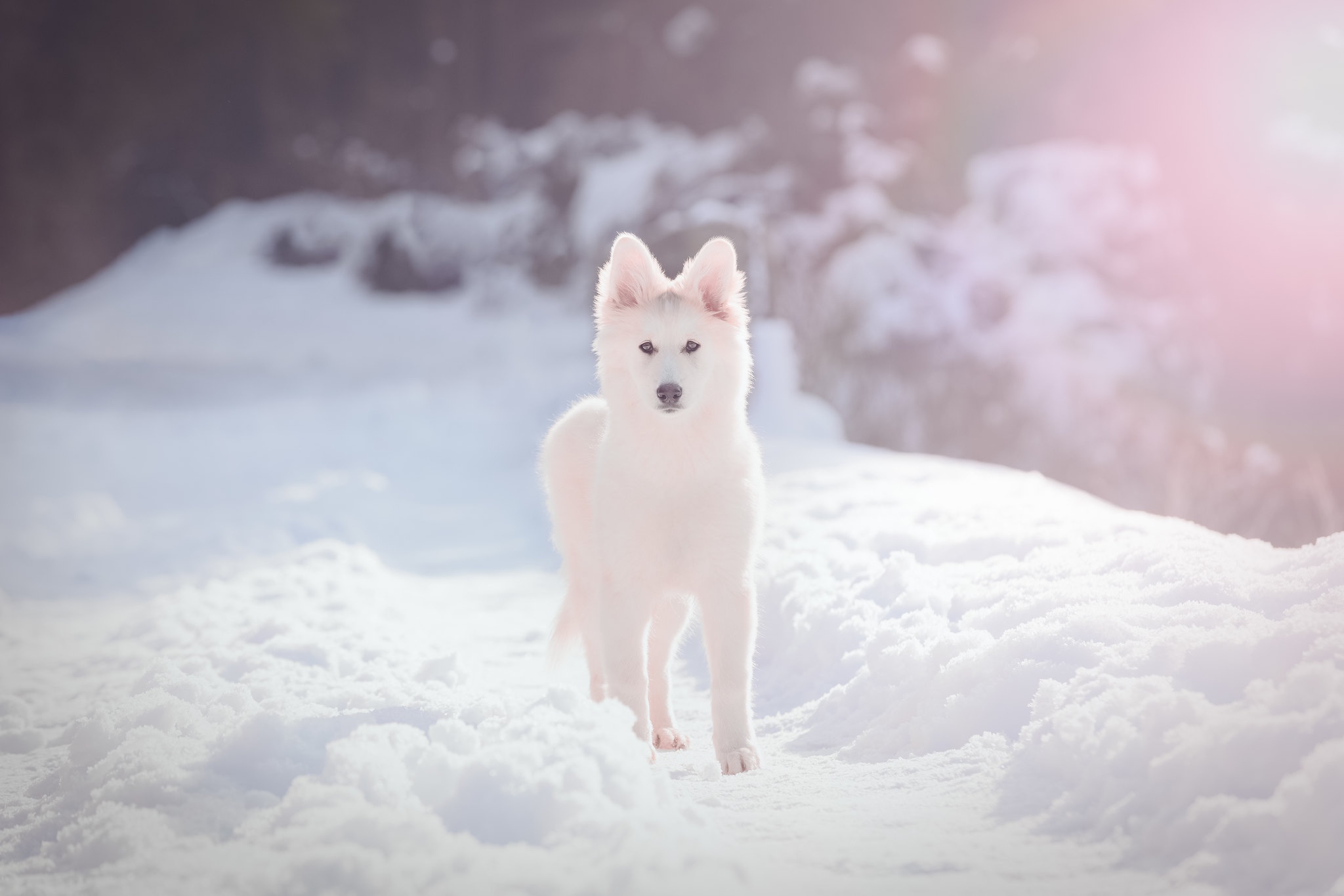 animal, swiss shepherd, depth of field, dog, puppy, snow, winter