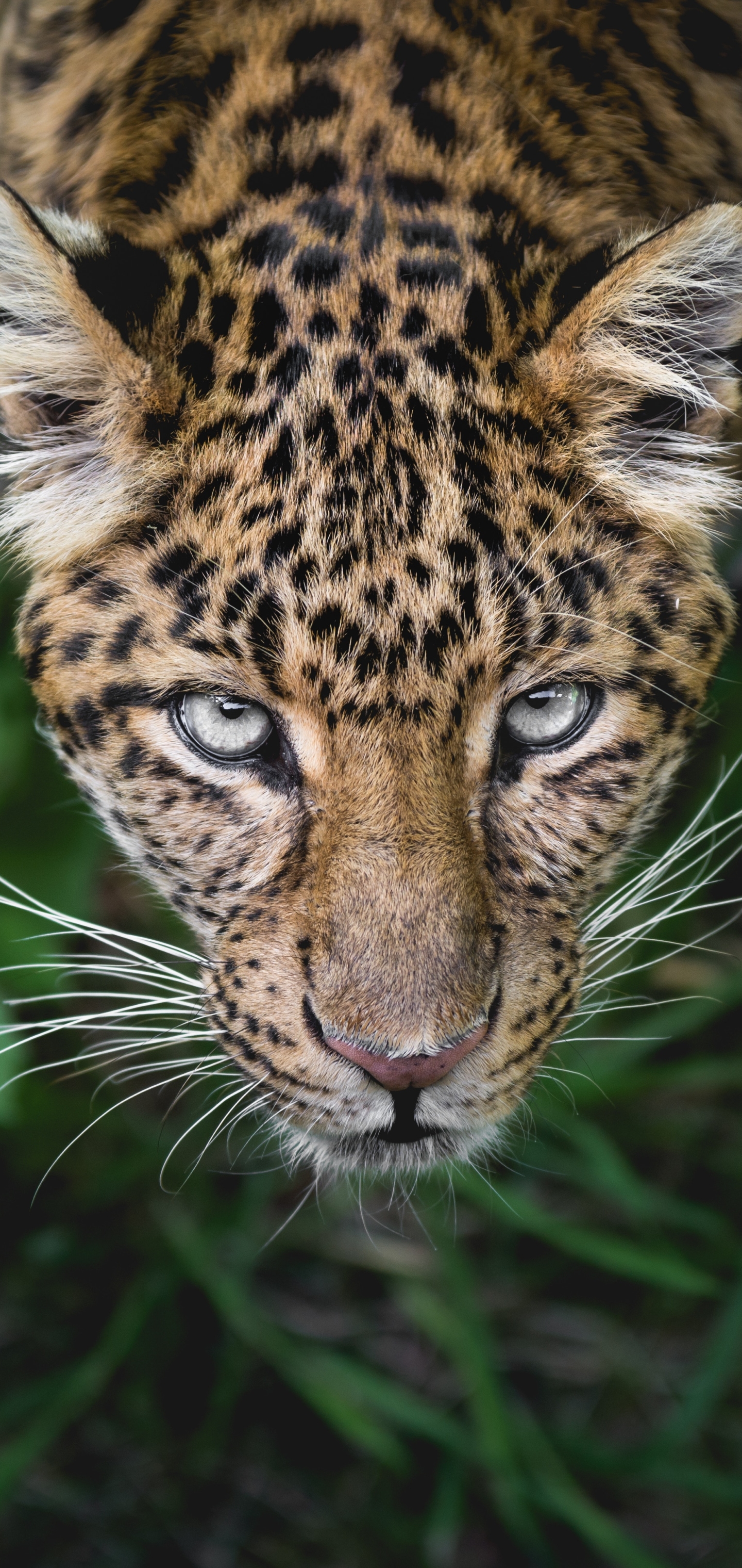 Free download wallpaper Cats, Leopard, Animal, Face, Stare on your PC desktop