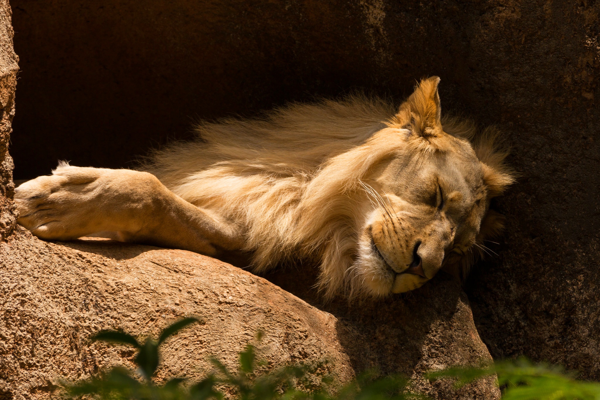 Téléchargez des papiers peints mobile Lion, Chats, Animaux gratuitement.