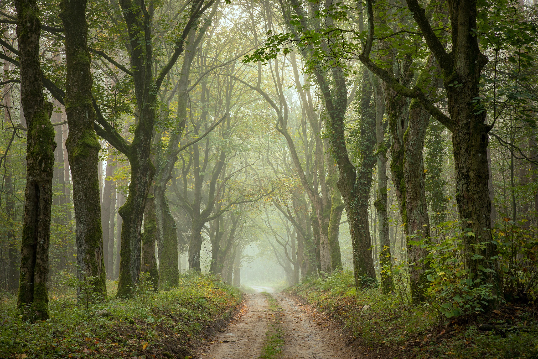 Download mobile wallpaper Nature, Forest, Fog, Earth, Path for free.