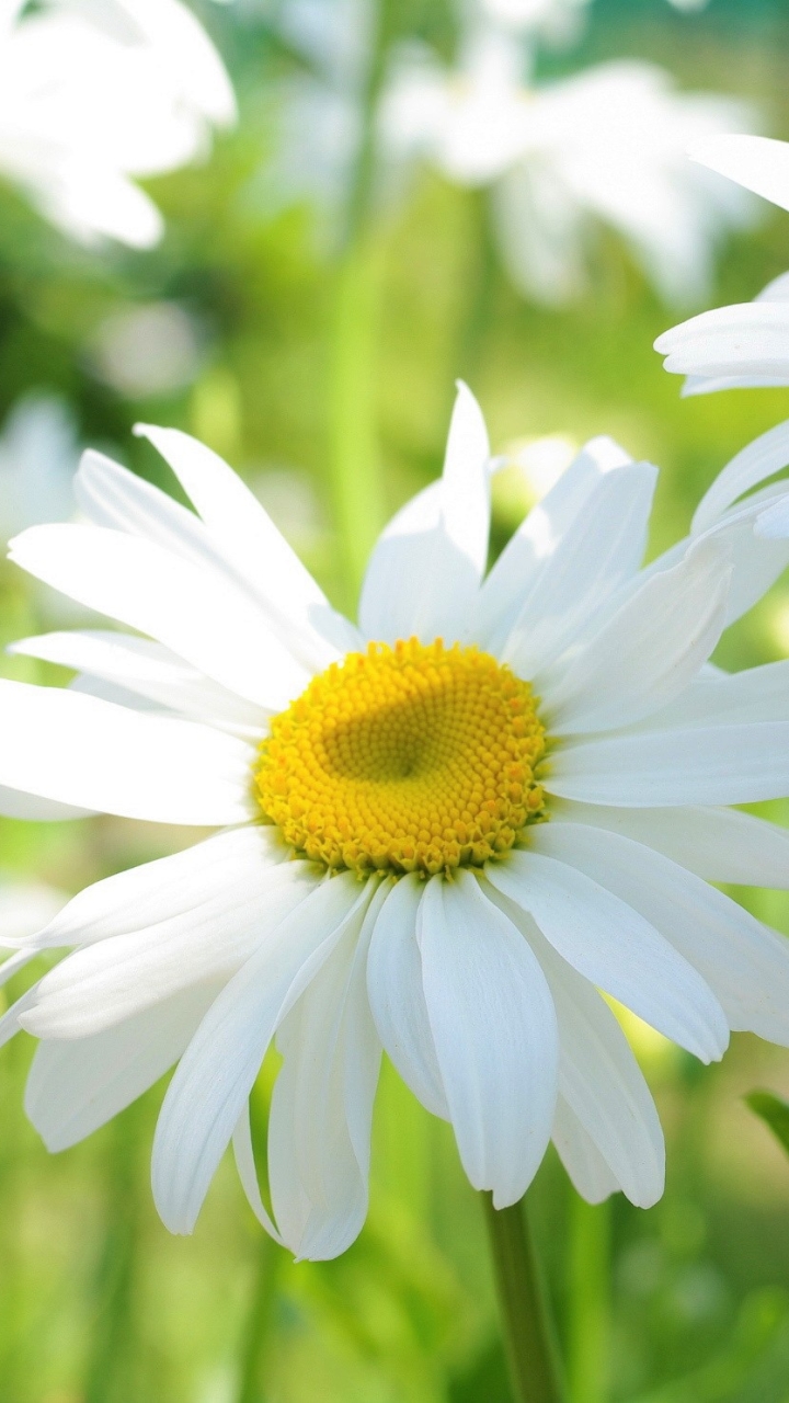 Download mobile wallpaper Flowers, Camomile, Flower, Earth, White Flower for free.