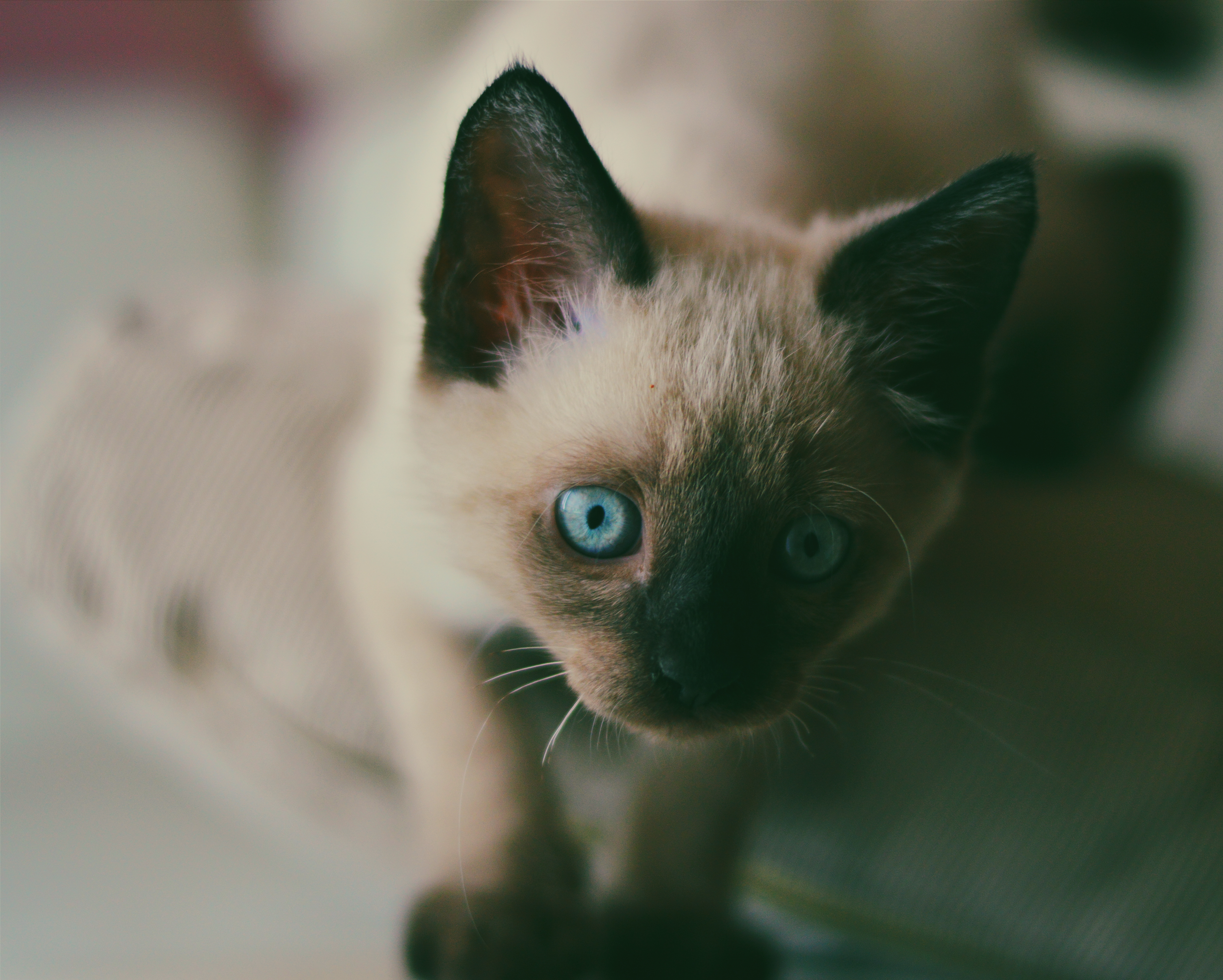 105798 descargar fondo de pantalla animales, gatito, bozal, ojos azules, de ojos azules, siamés: protectores de pantalla e imágenes gratis