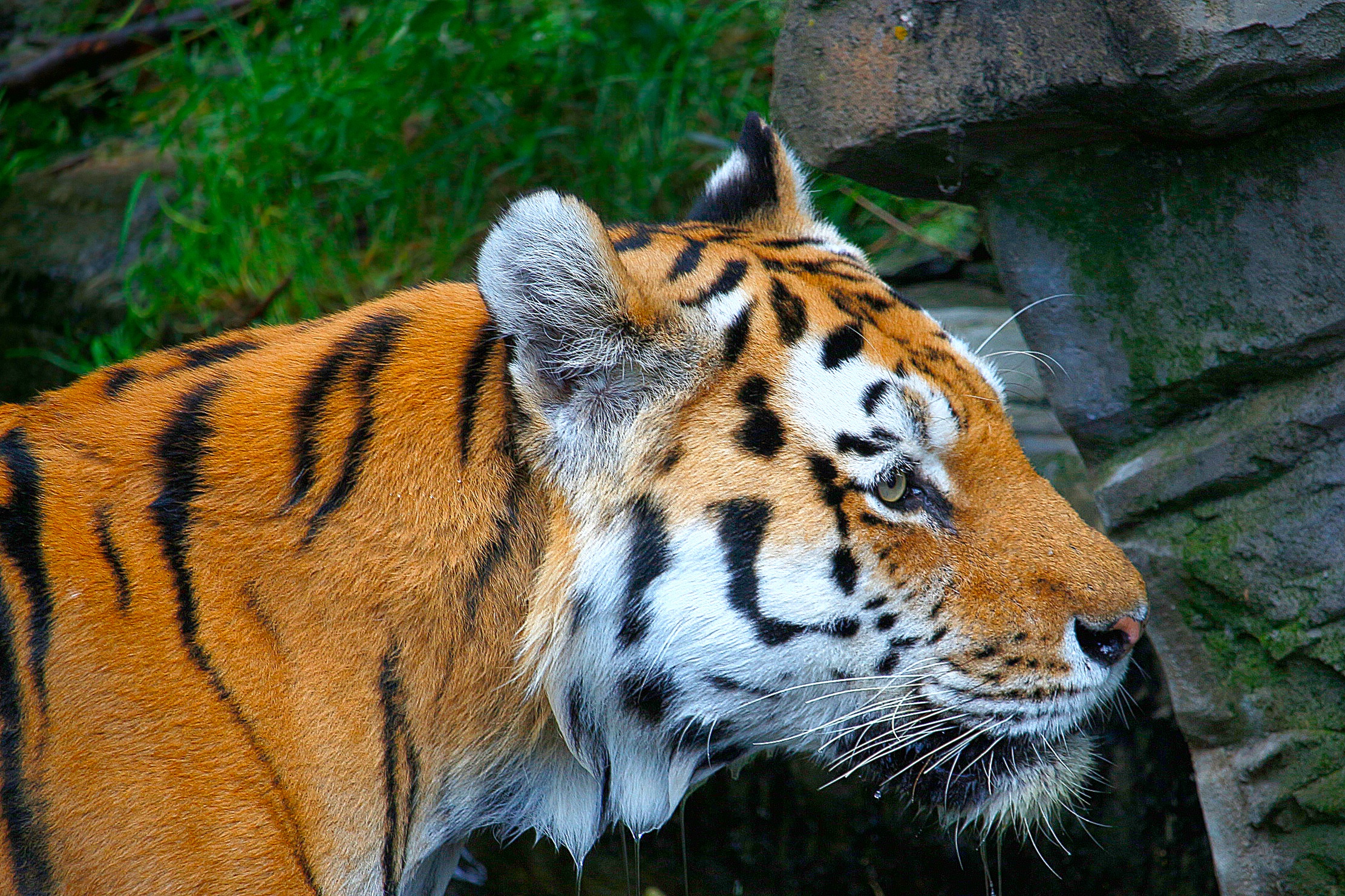 Download mobile wallpaper Spotted, Spotty, Muzzle, Animals, Predator, Tiger for free.