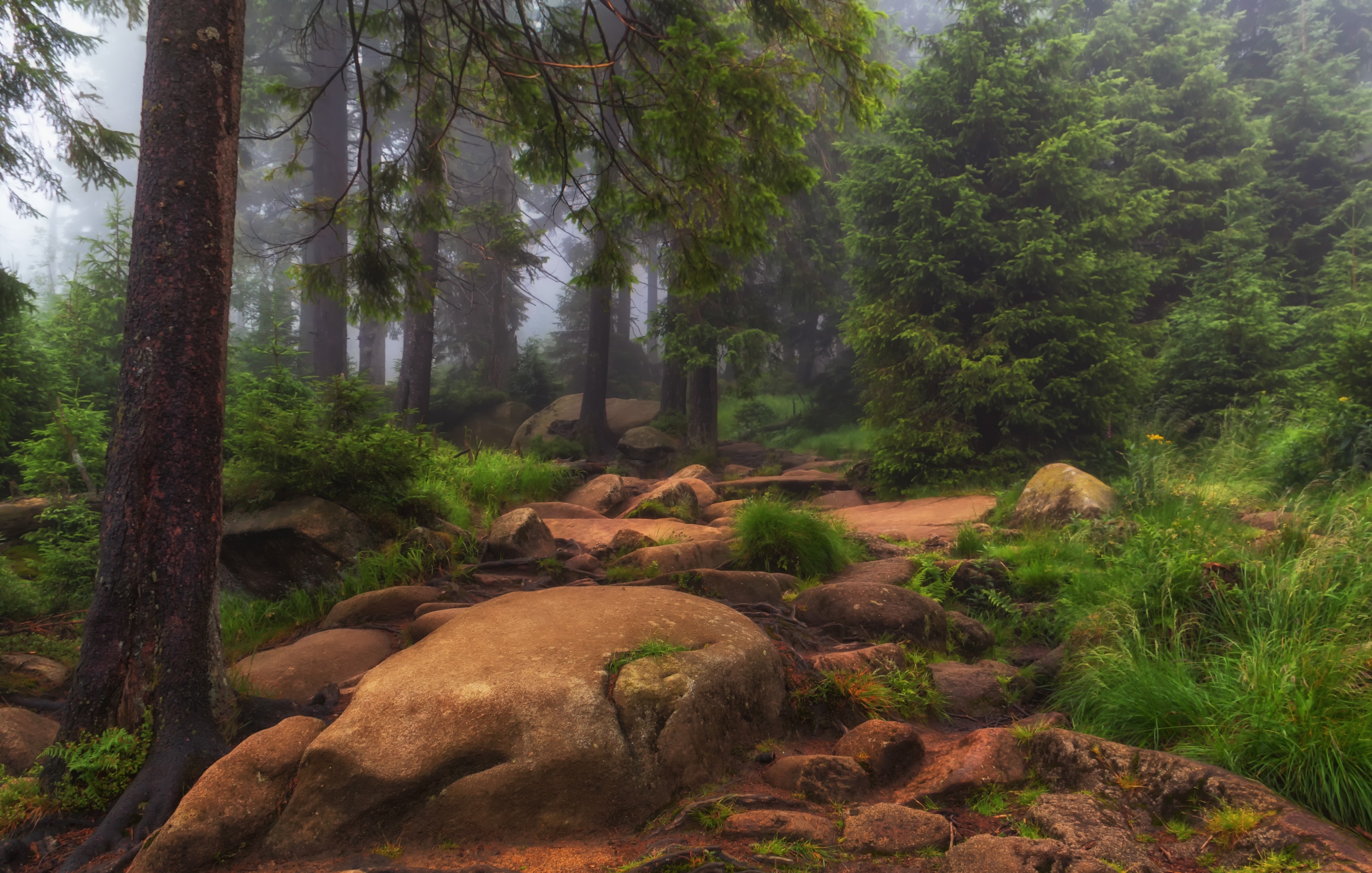 Laden Sie das Natur, Wald, Baum, Nebel, Stein, Gras, Erde/natur-Bild kostenlos auf Ihren PC-Desktop herunter