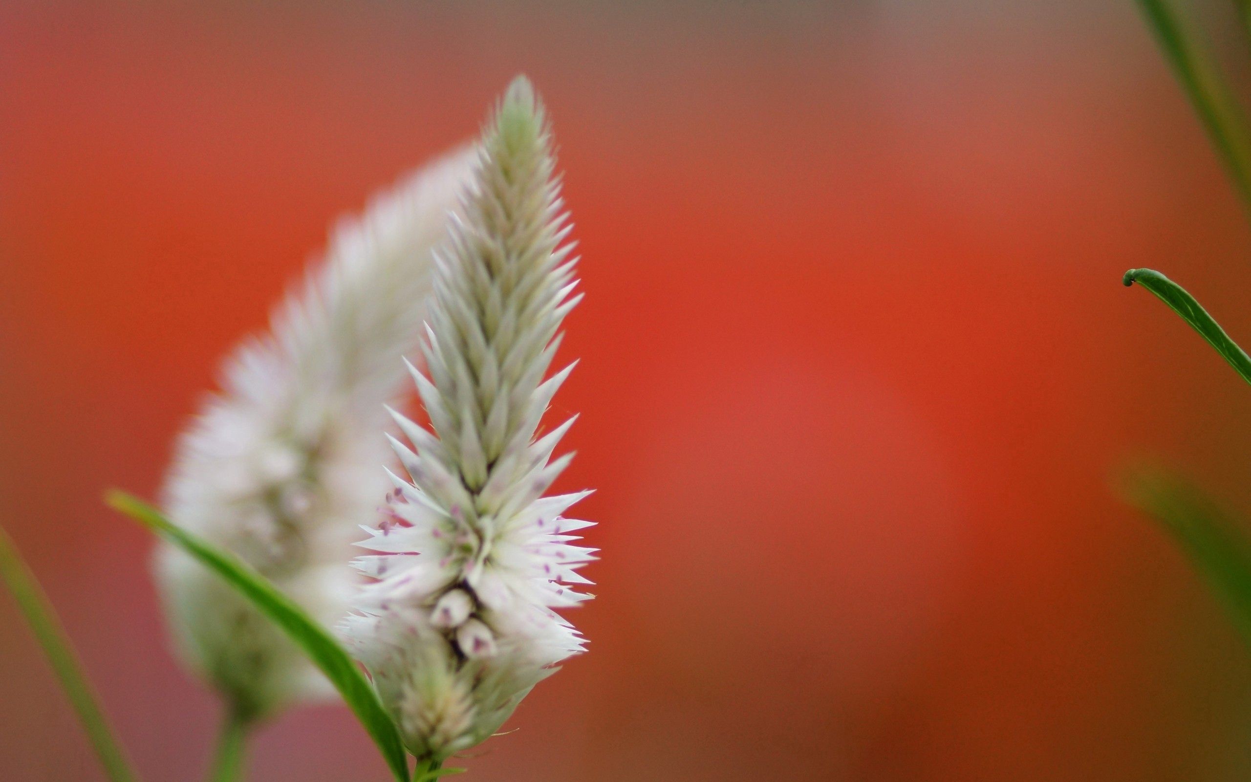 Download mobile wallpaper Smooth, Macro, Flower, Plant, Blur, Background for free.