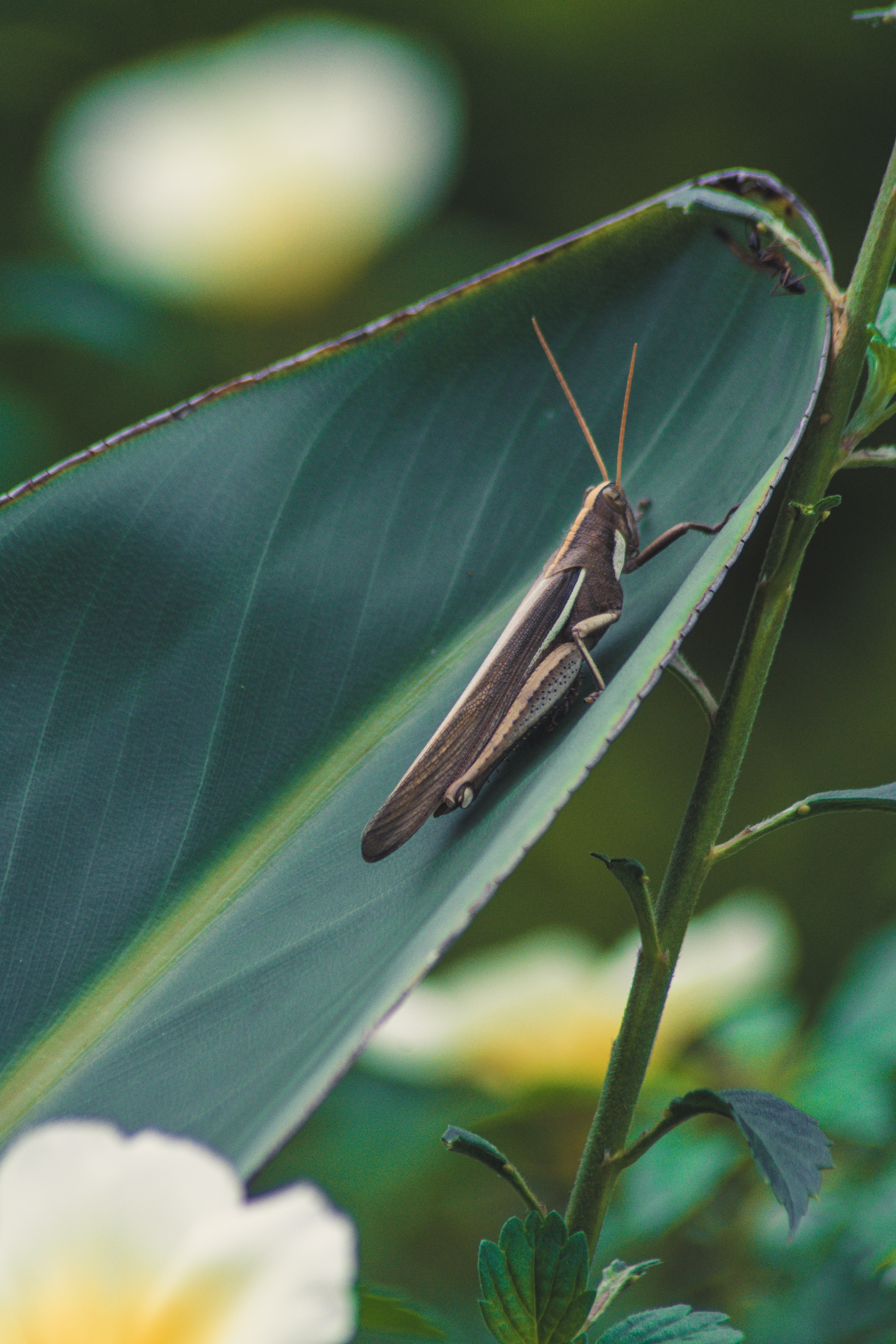 Free download wallpaper Plant, Macro, Insect, Grasshopper, Leaflet on your PC desktop