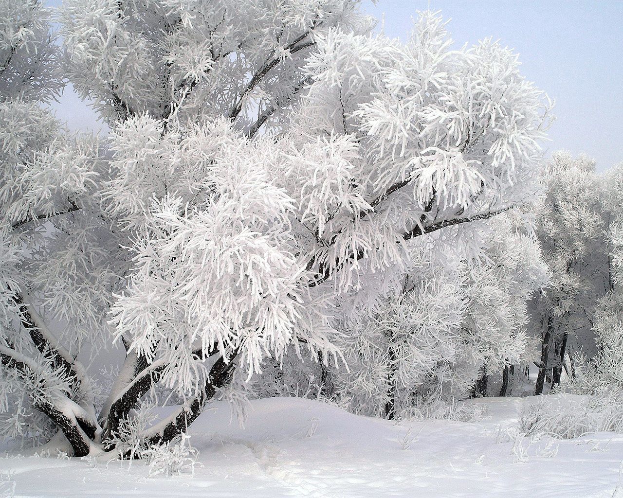104185 Hintergrundbild herunterladen frost, winter, natur, holz, baum, geäst, zweig, rauhreif, dezember - Bildschirmschoner und Bilder kostenlos