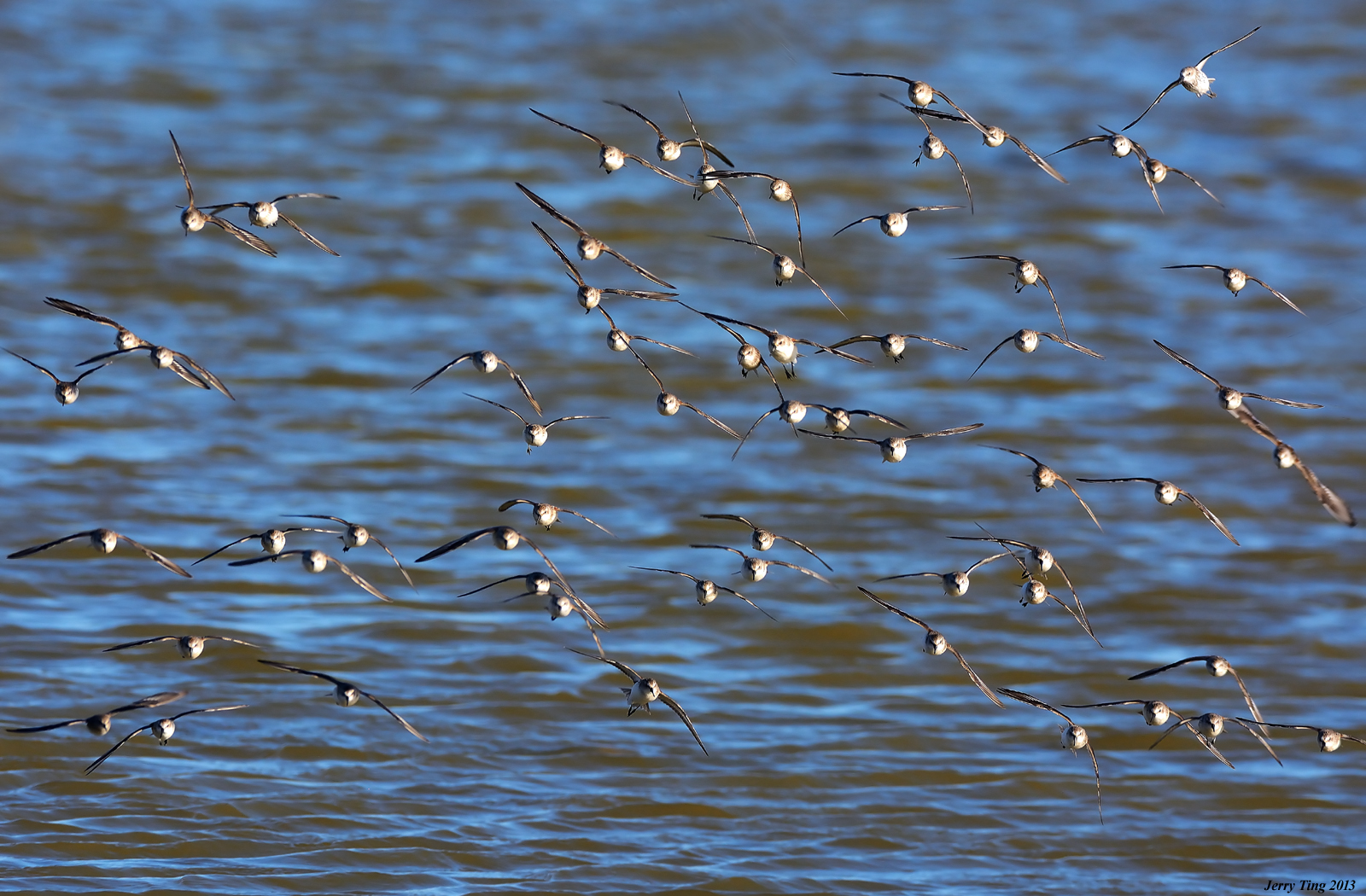 Baixe gratuitamente a imagem Pássaro, Aves, Animais na área de trabalho do seu PC