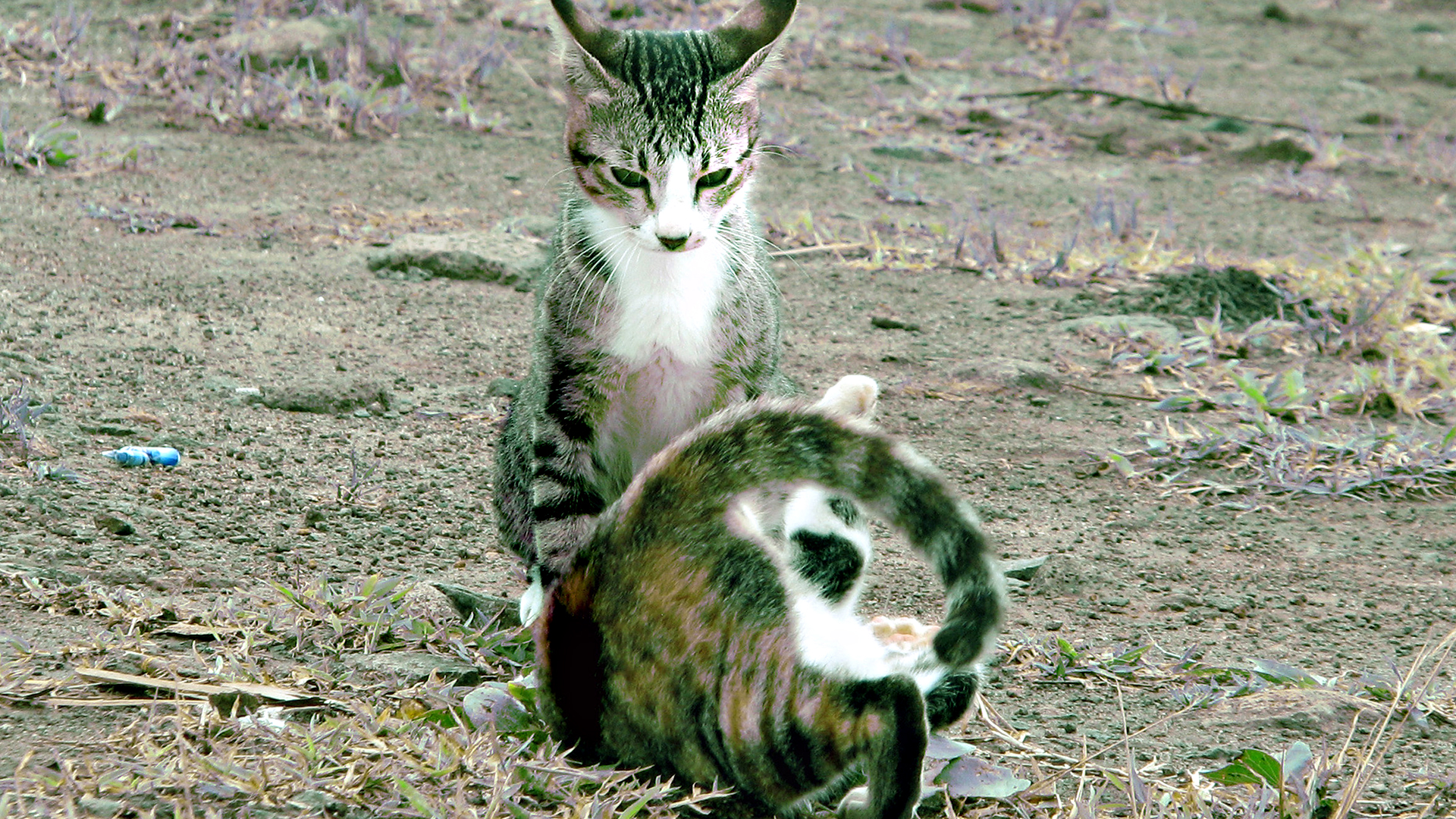 Handy-Wallpaper Tiere, Katzen, Katze kostenlos herunterladen.