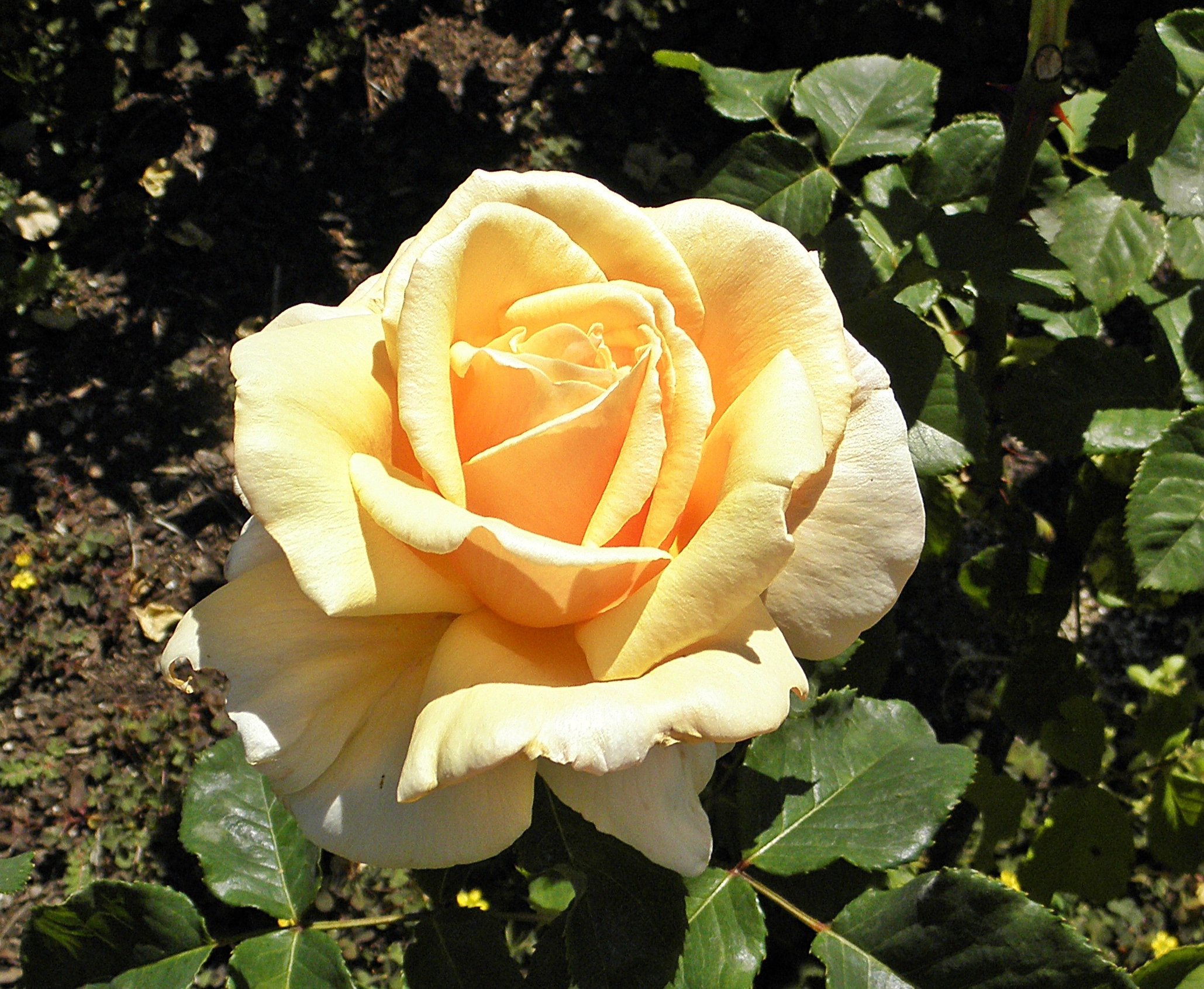 Laden Sie das Blumen, Rose, Erde/natur-Bild kostenlos auf Ihren PC-Desktop herunter