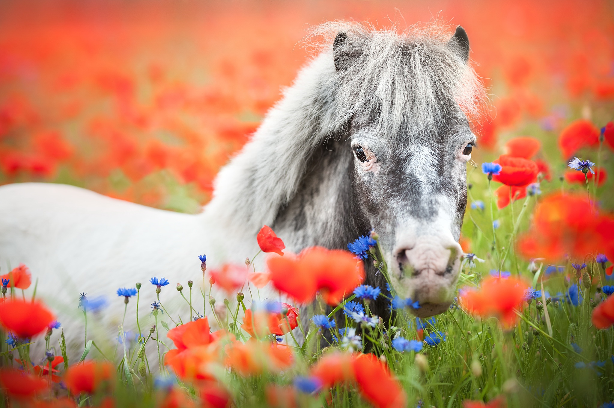 Download mobile wallpaper Flower, Animal, Horse, Poppy, Red Flower for free.
