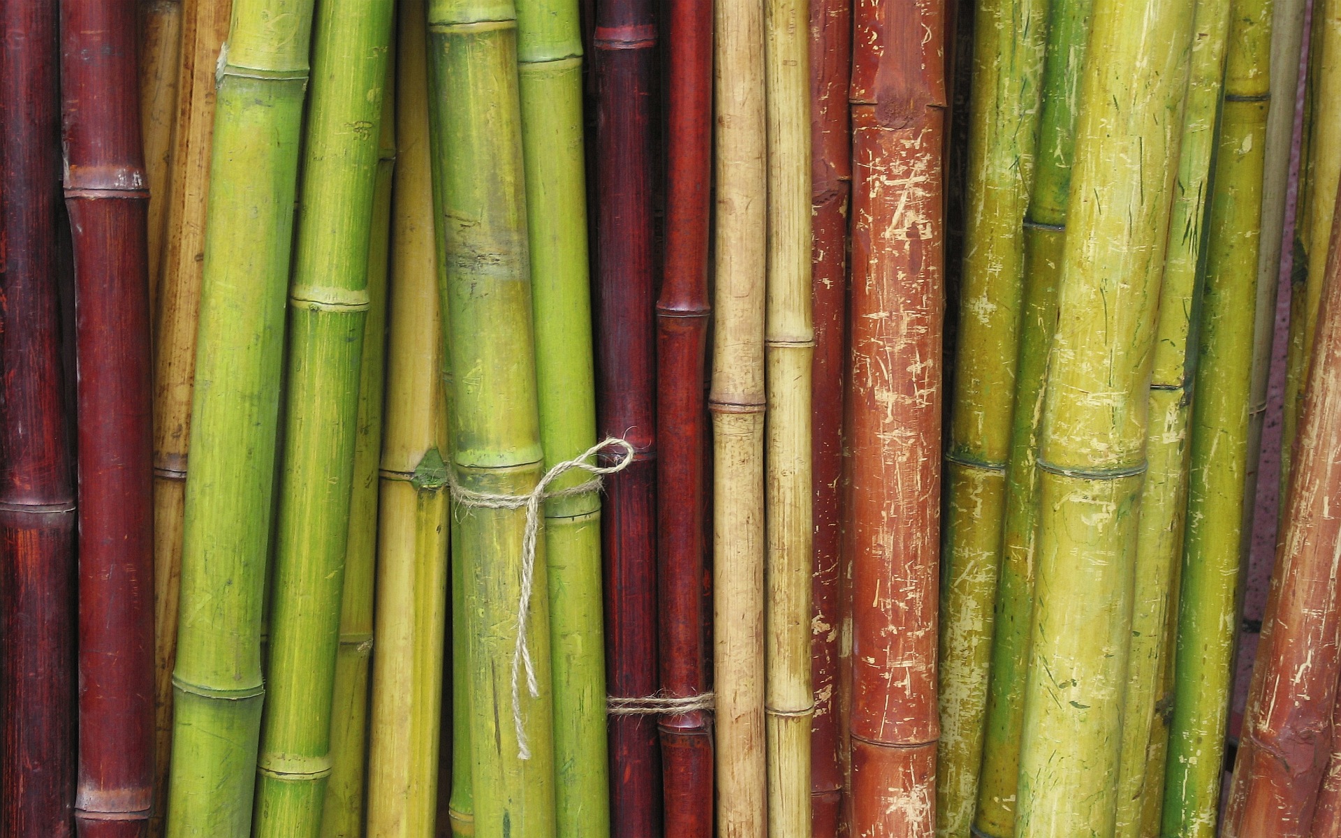 Free download wallpaper Earth, Bamboo on your PC desktop