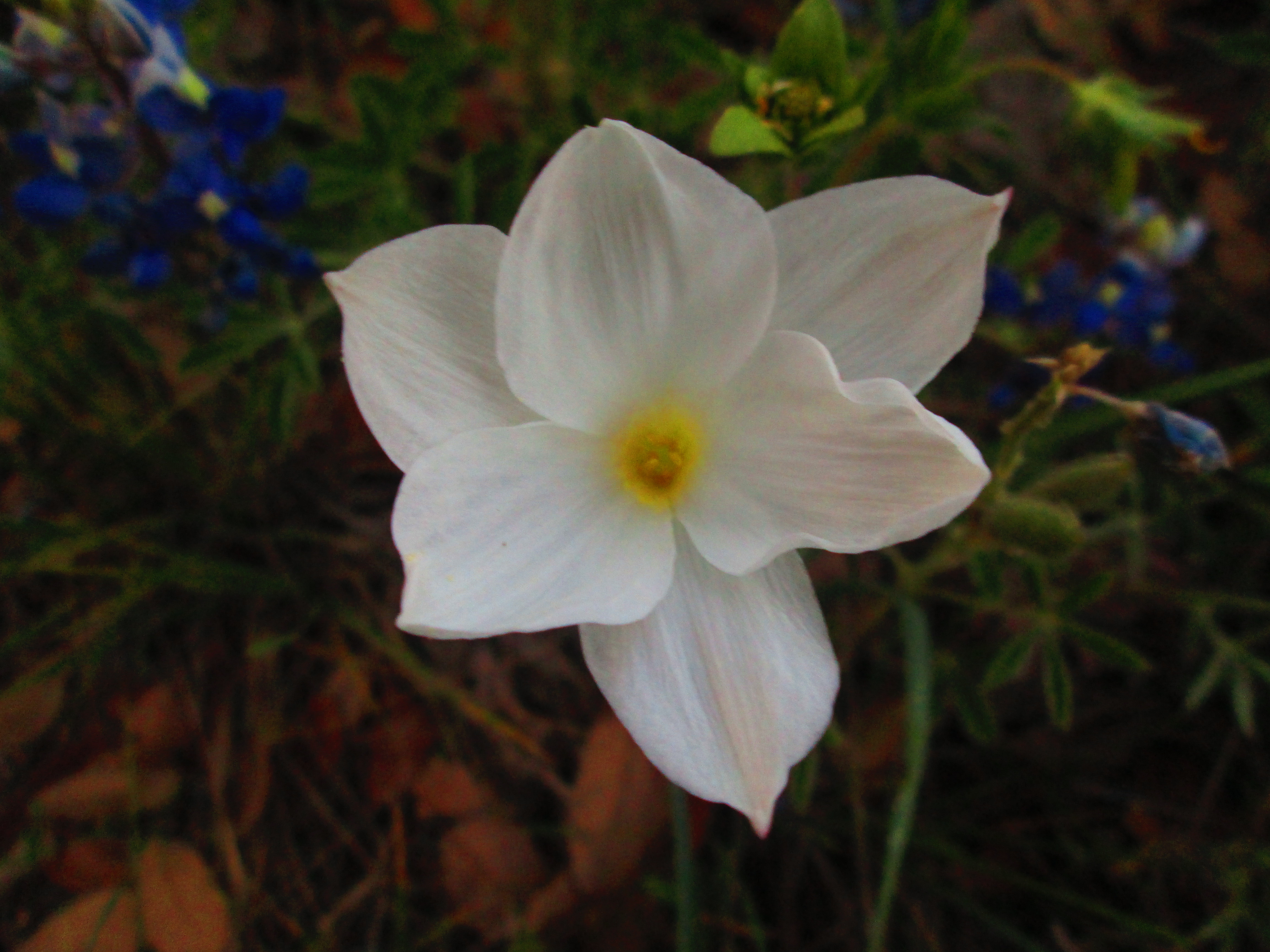 Descarga gratuita de fondo de pantalla para móvil de Narciso, Flores, Flor, Tierra/naturaleza.