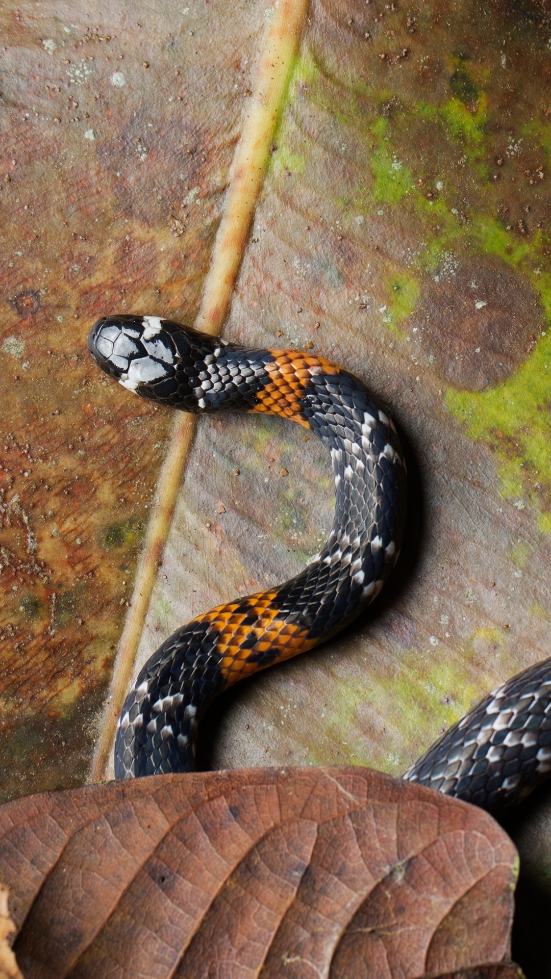 Download mobile wallpaper Animal, Reptile, Snake, Reptiles, Elegant Coral Snake for free.
