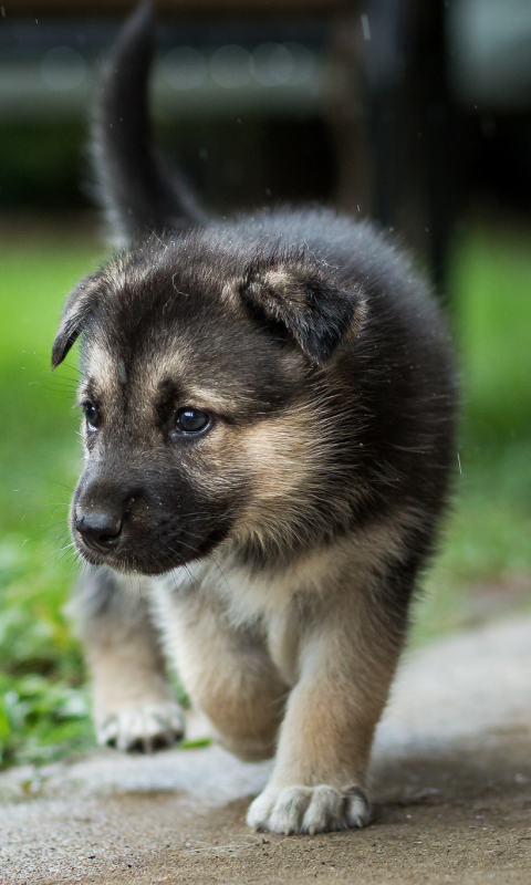 Descarga gratuita de fondo de pantalla para móvil de Animales, Perros, Cachorro.