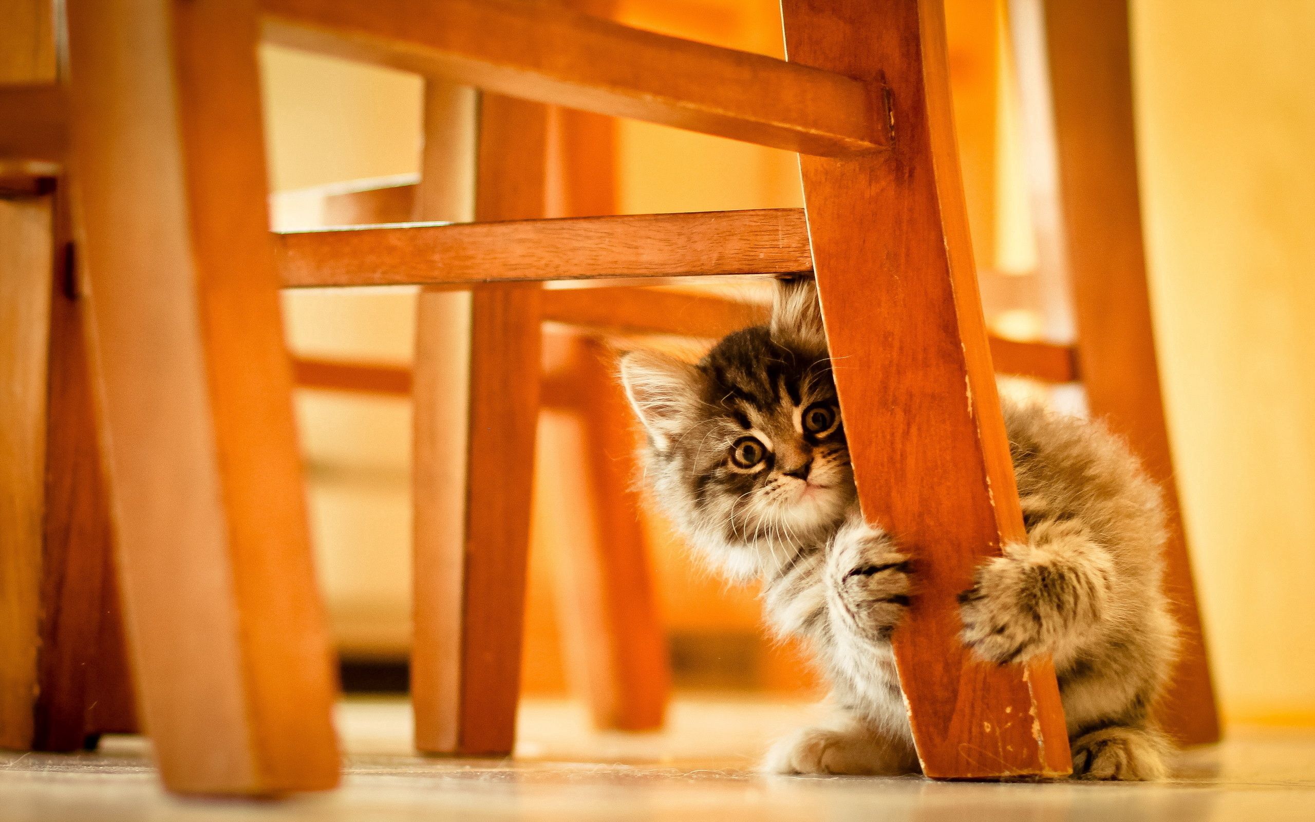 Download mobile wallpaper Fluffy, Kitty, Wood, Animals, Kitten, Wooden for free.