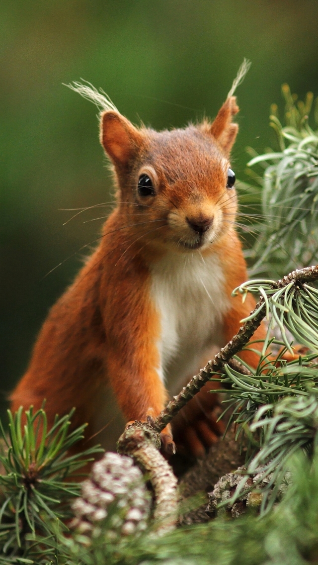 Download mobile wallpaper Squirrel, Animal, Rodent, Pine Tree for free.