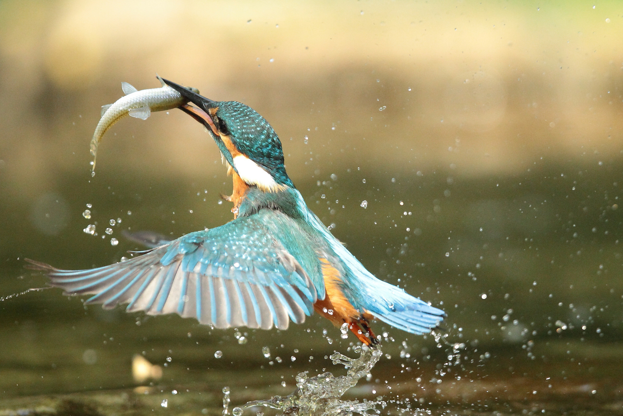 Download mobile wallpaper Kingfisher, Fish, Birds, Animal for free.