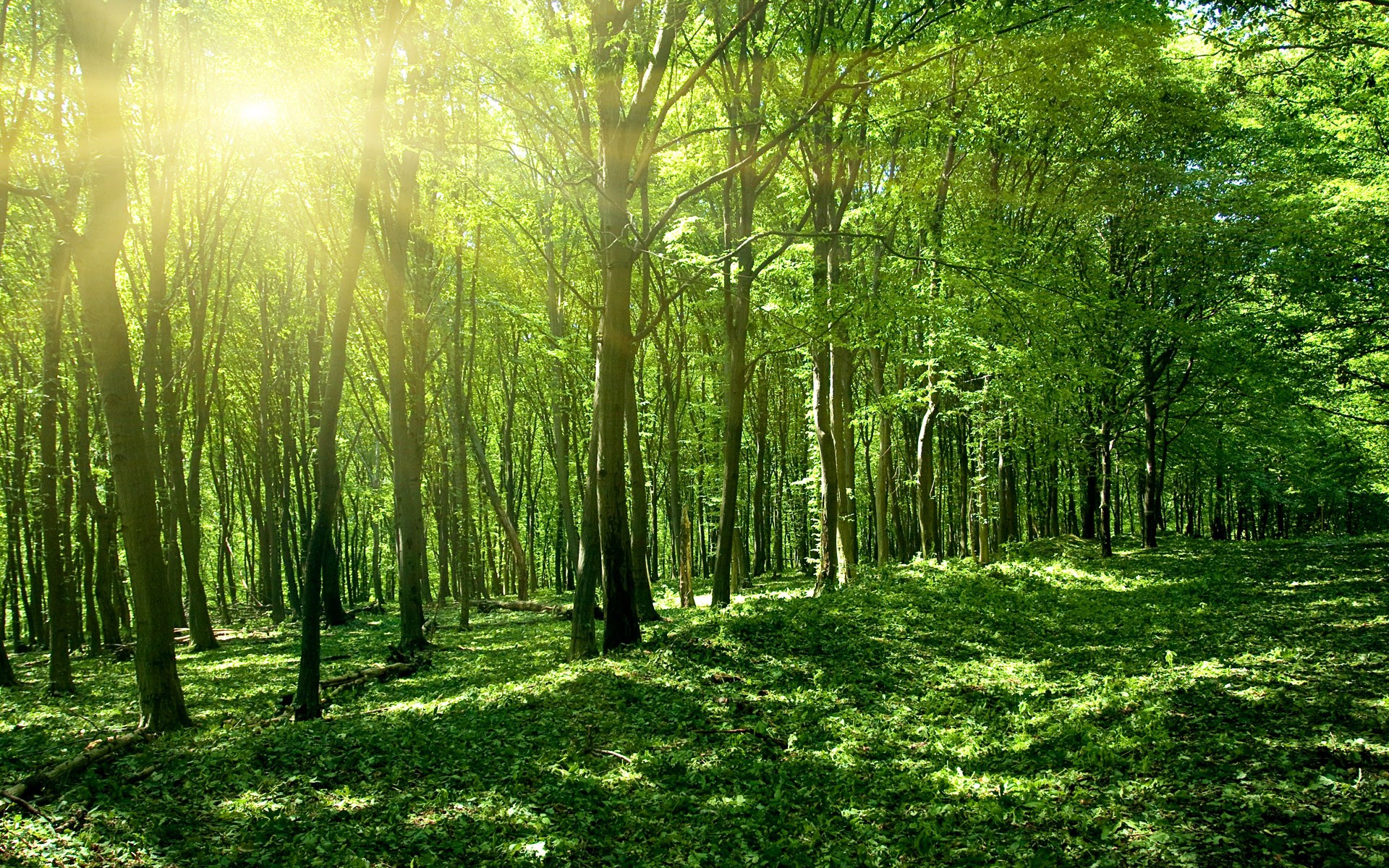 Download mobile wallpaper Sunbeam, Sun, Forest, Earth for free.
