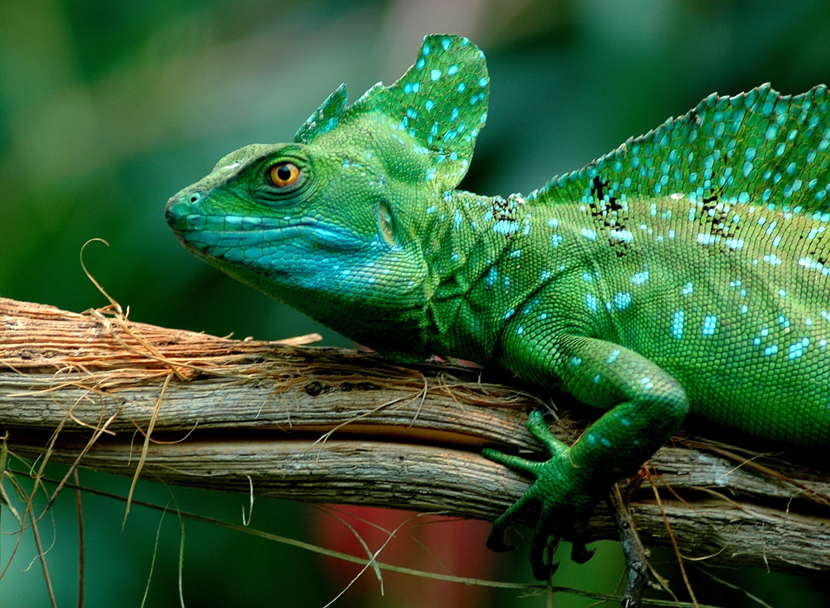 272069 descargar fondo de pantalla animales, basilisco, lagarto, reptiles: protectores de pantalla e imágenes gratis