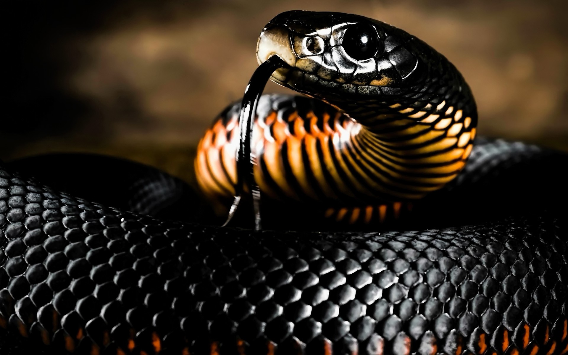 Descarga gratuita de fondo de pantalla para móvil de Animales, Reptil, Serpiente, Serpiente Negra De Vientre Rojo.