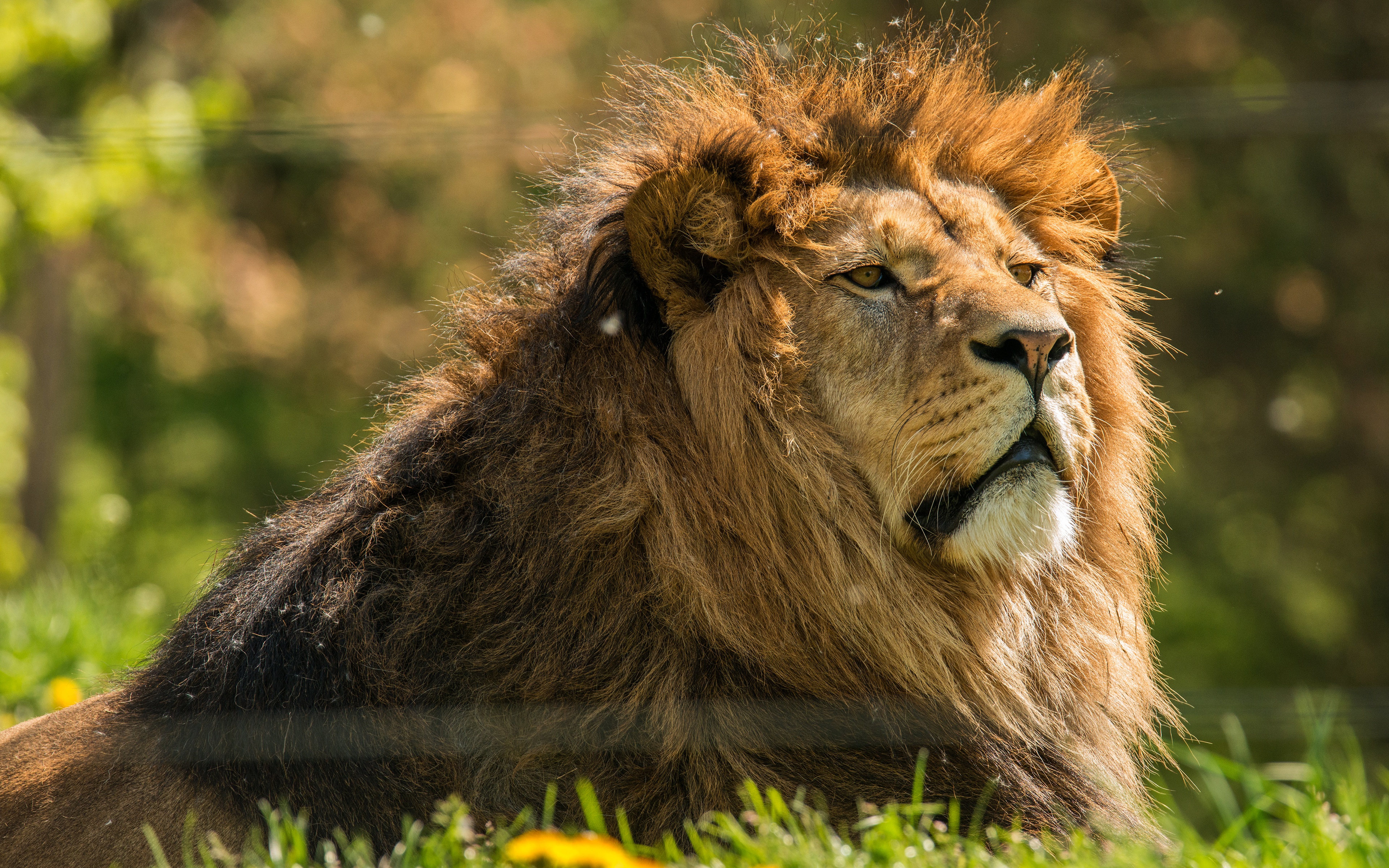 Laden Sie das Tiere, Katzen, Löwe-Bild kostenlos auf Ihren PC-Desktop herunter