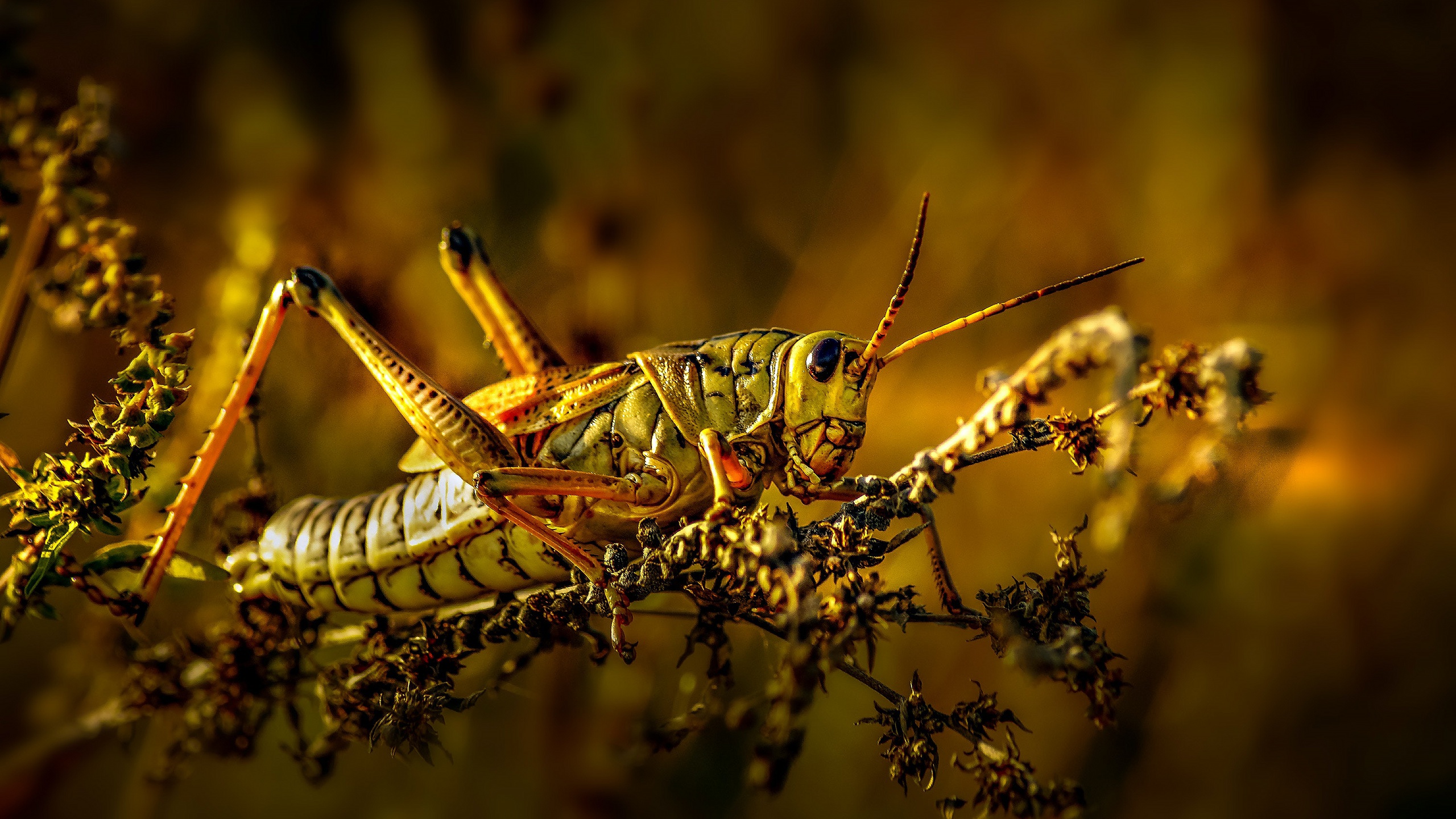 Laden Sie das Tiere, Makro, Insekt, Planze, Grashüpfer-Bild kostenlos auf Ihren PC-Desktop herunter