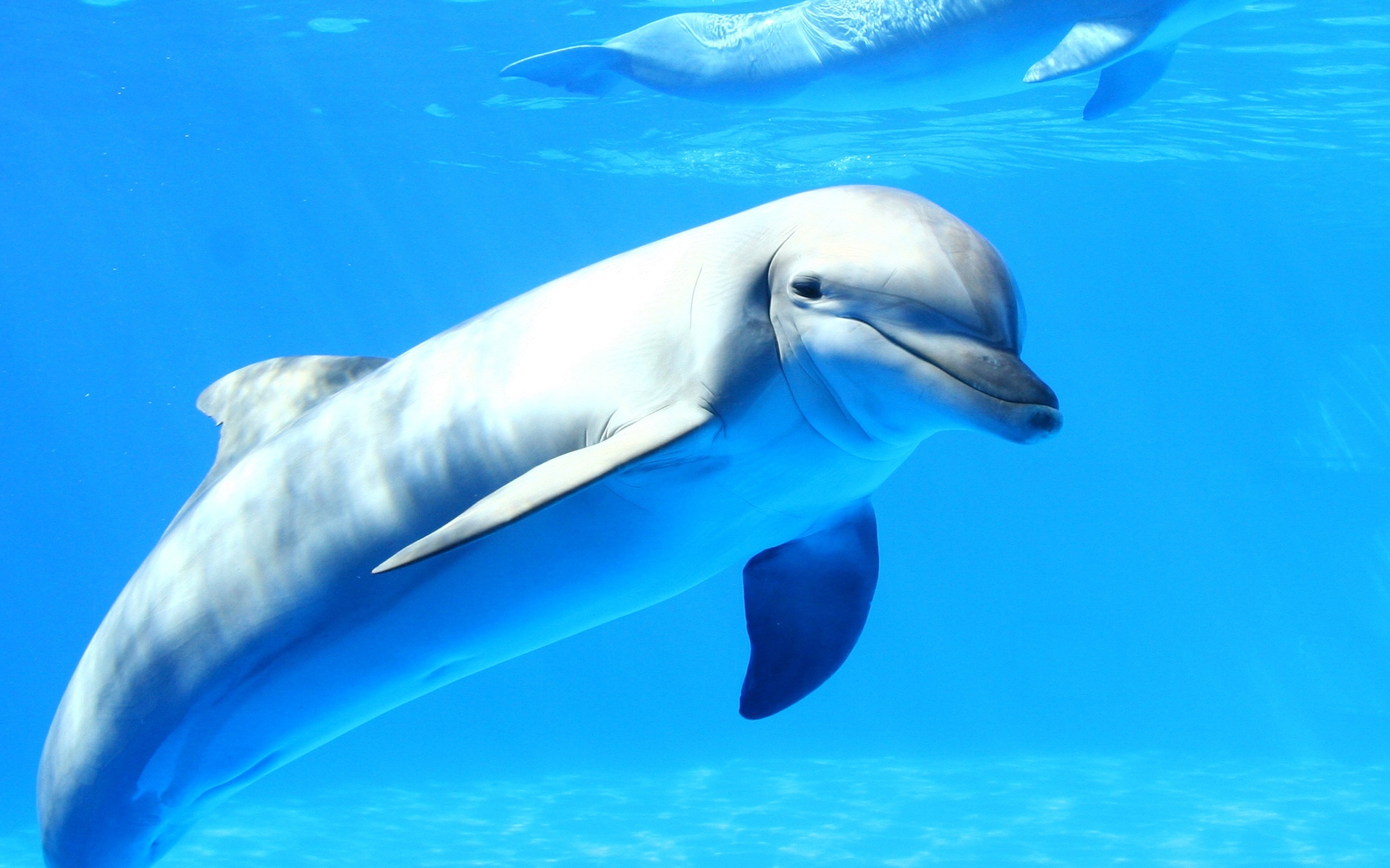 Download mobile wallpaper Animal, Dolphin for free.