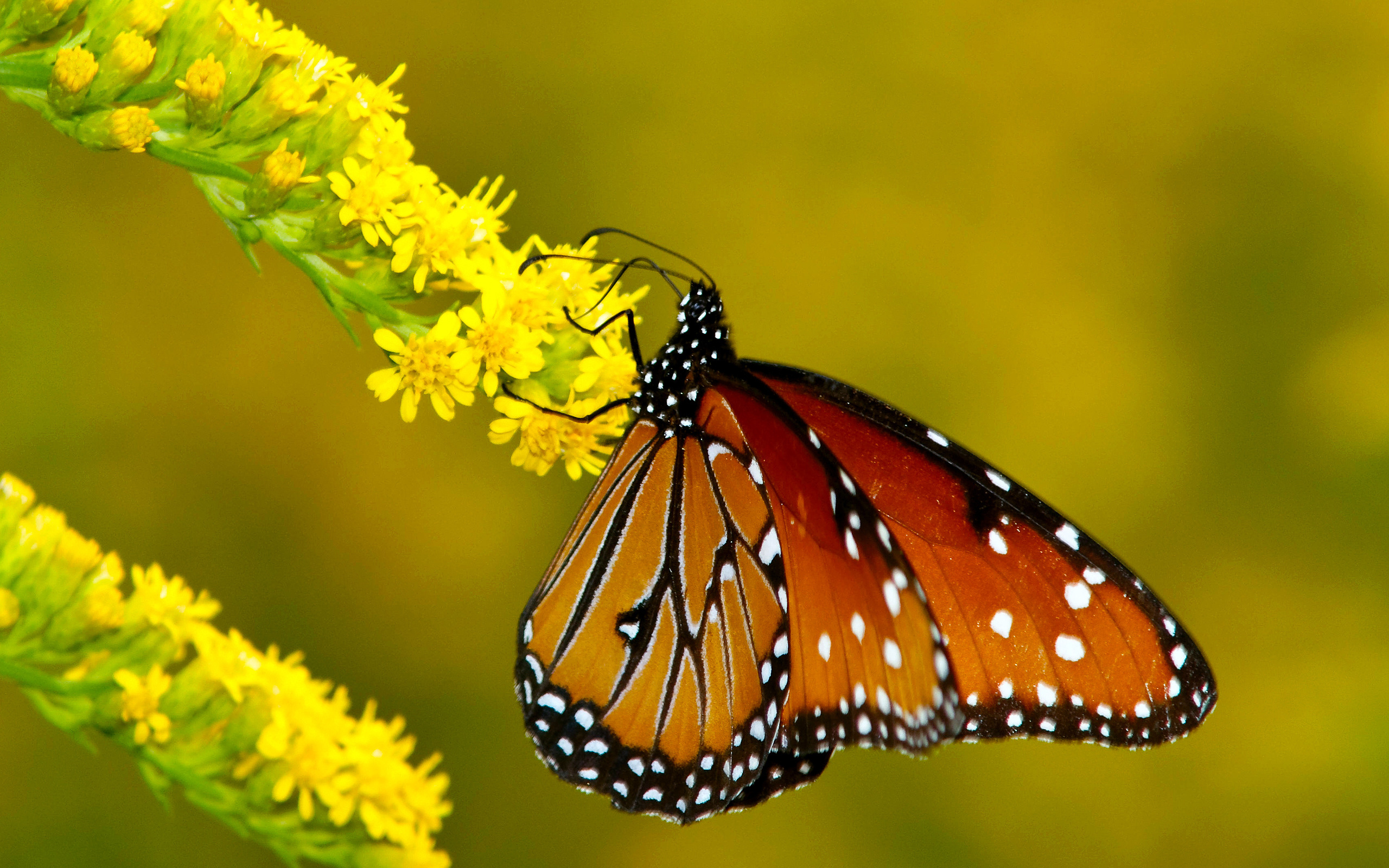 Free download wallpaper Butterfly, Animal on your PC desktop