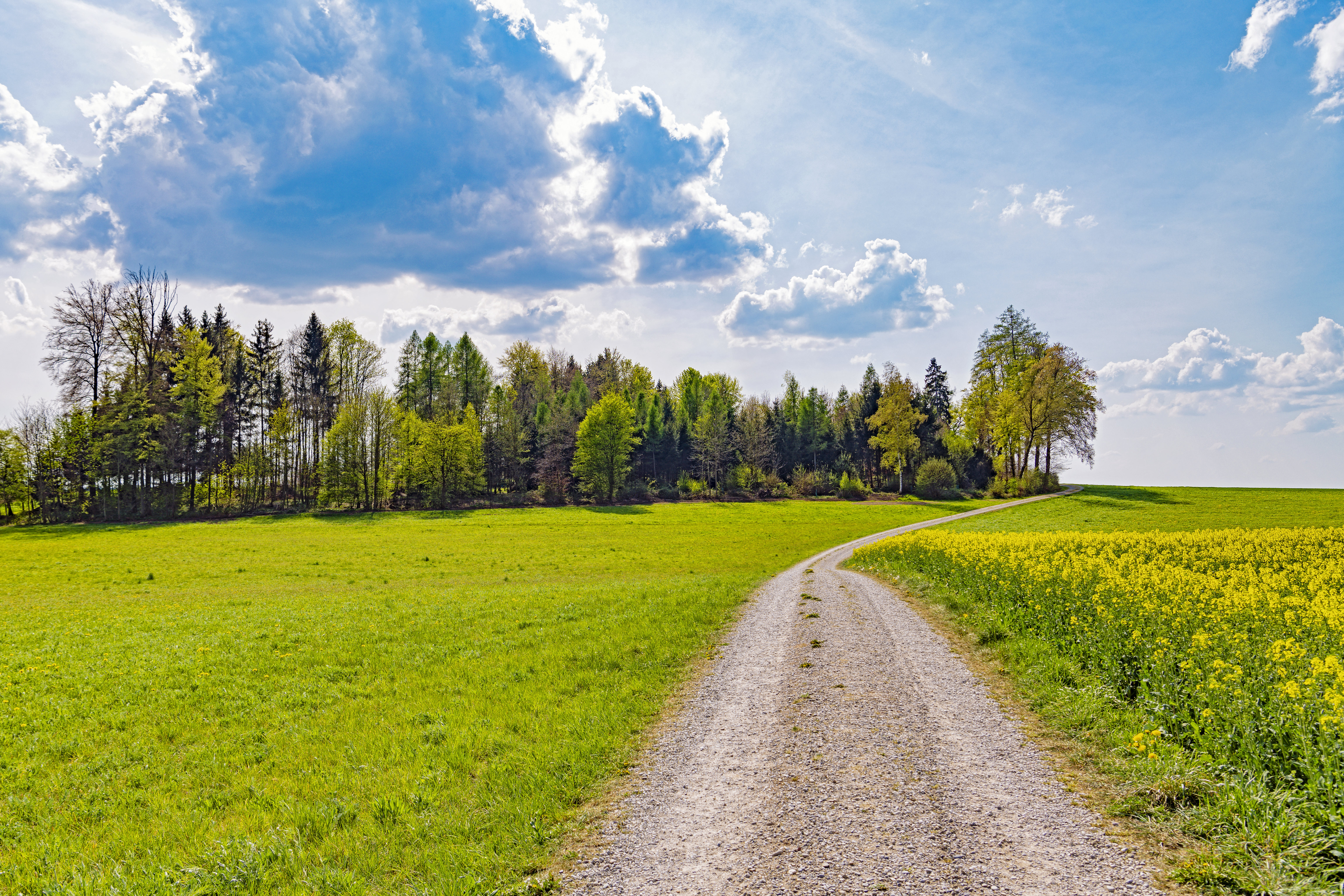 Free download wallpaper Nature, Trees, Grass, Road, Path on your PC desktop
