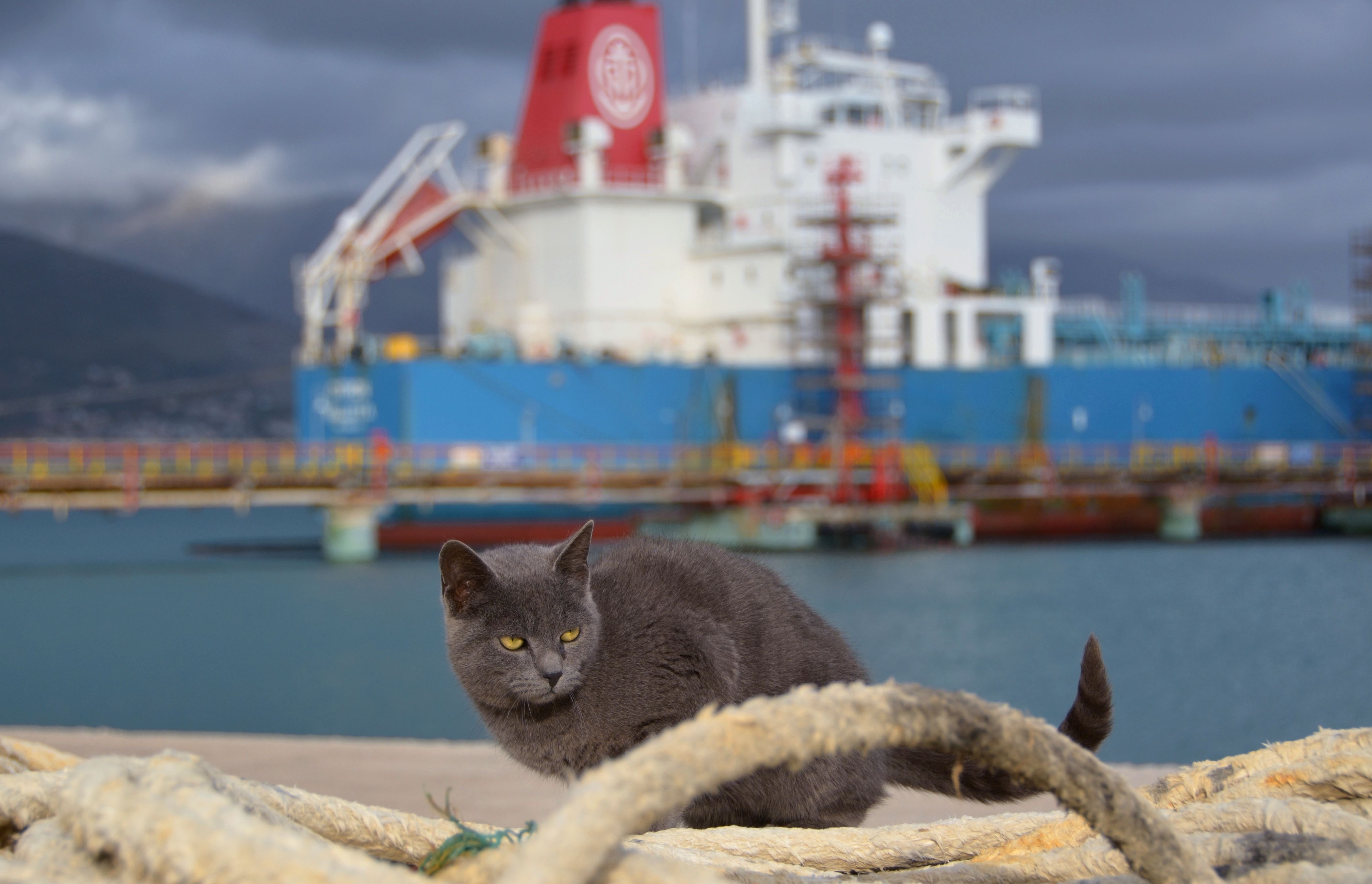 sea, animals, sit, cat, ship cellphone