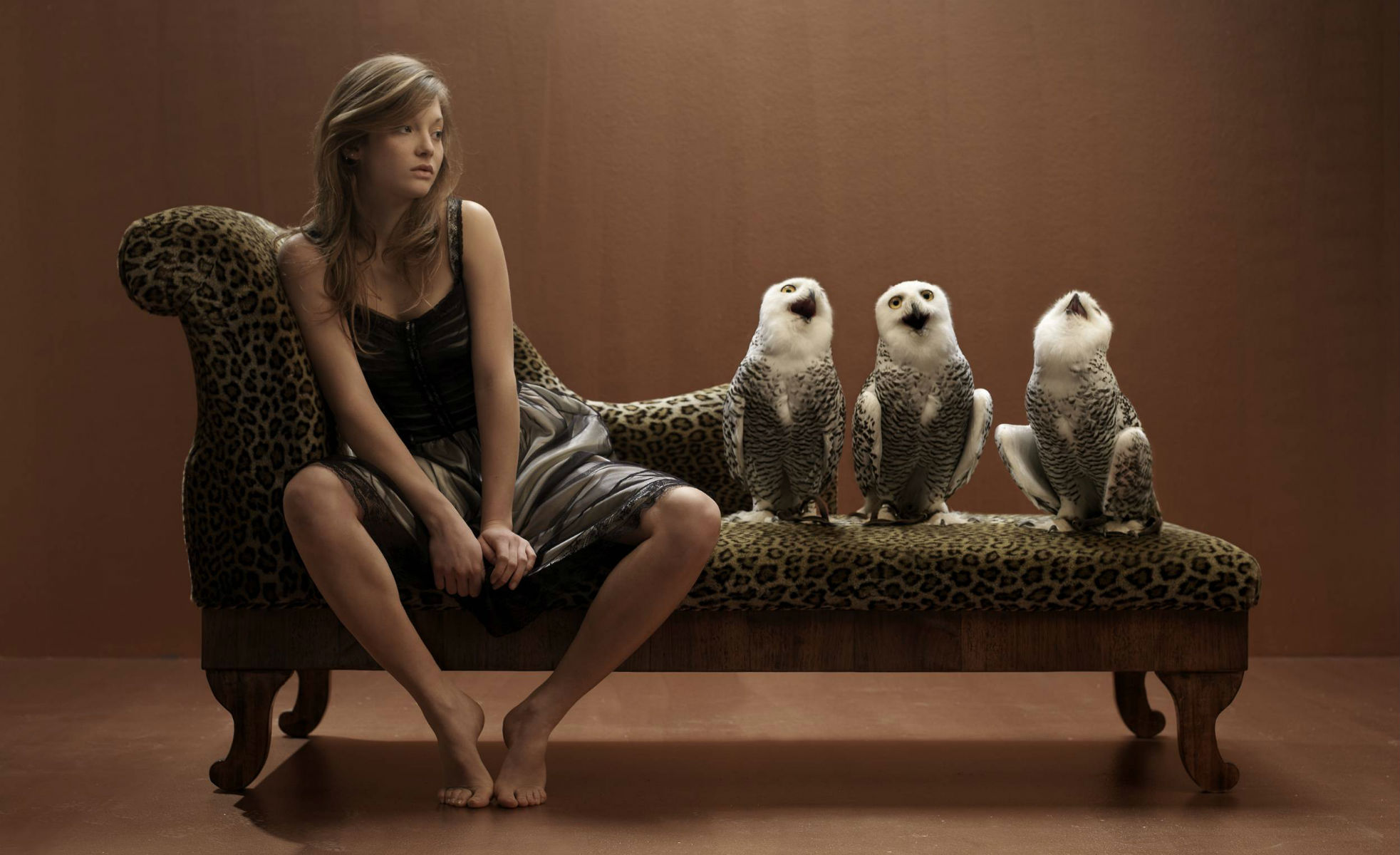 animal, snowy owl, model, birds