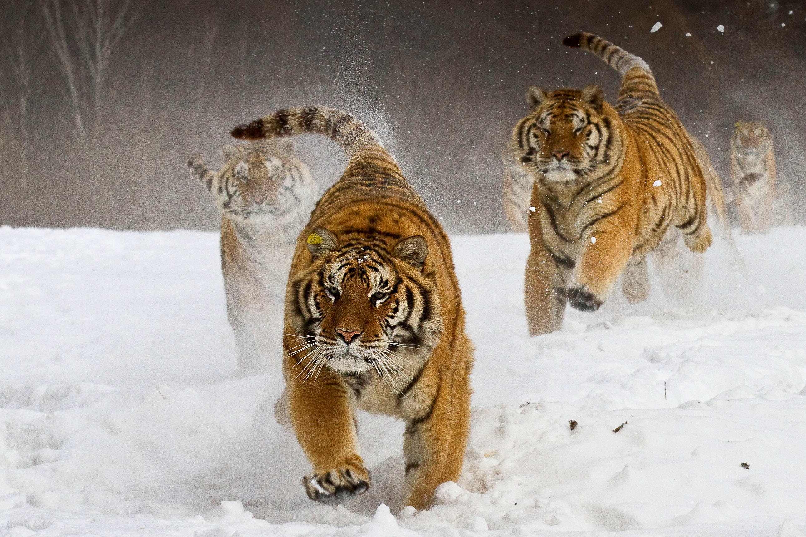 Скачати мобільні шпалери Тигр, Тварина безкоштовно.