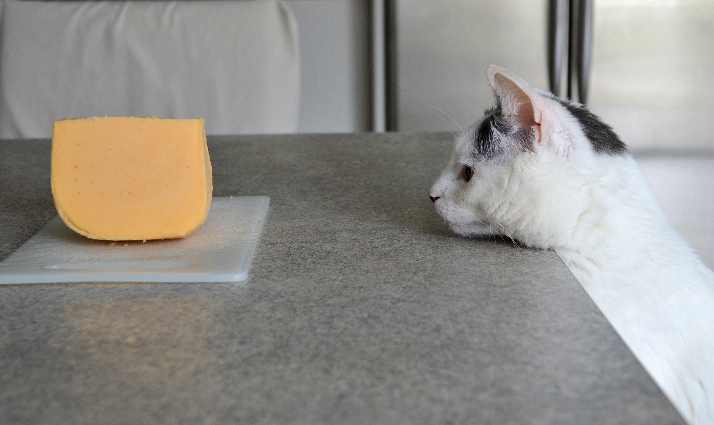 Baixe gratuitamente a imagem Animais, Gatos, Queijo, Gato na área de trabalho do seu PC